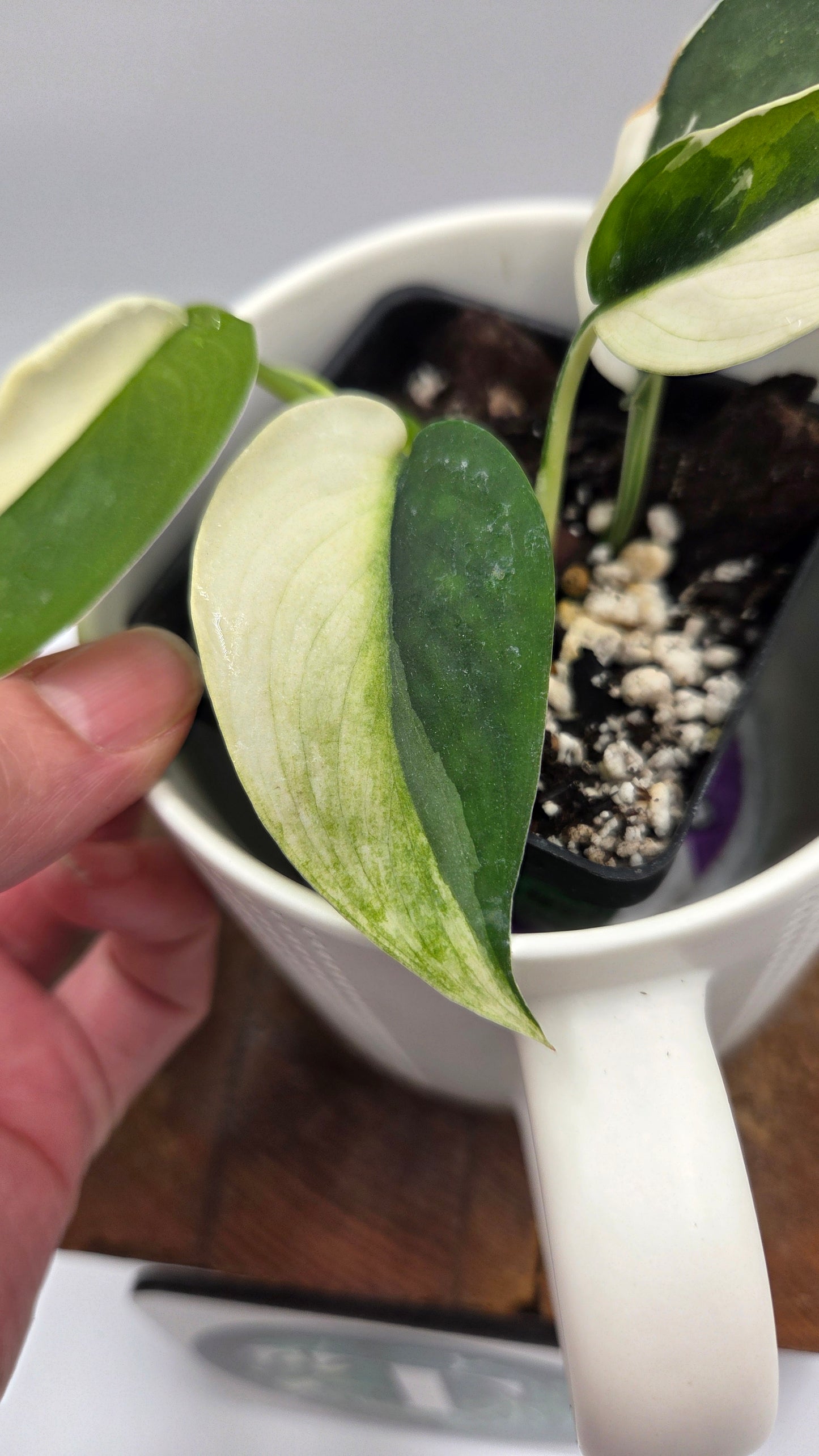 Scindapsus Silver Satin albo "Génétique Half&Half" (SCI-1245)
