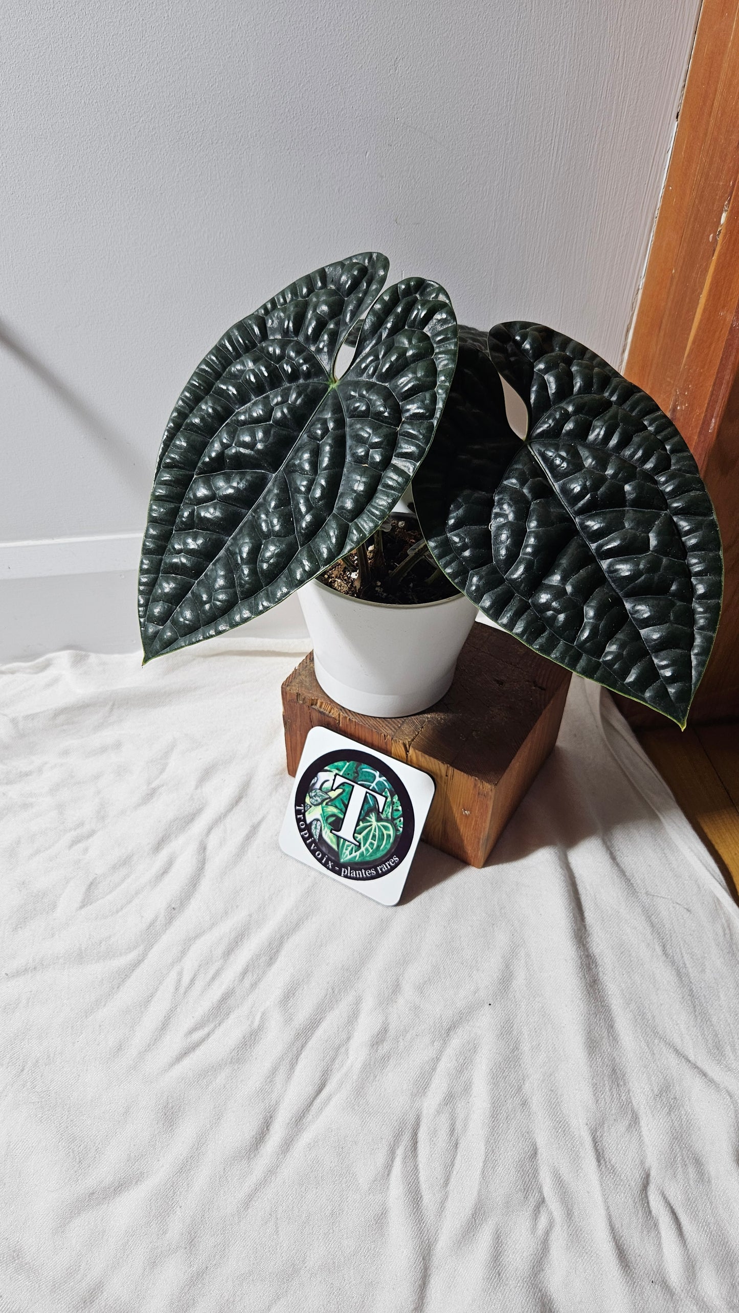 Anthurium Luxurians Chocolate "format LARGE" (ANT-277)