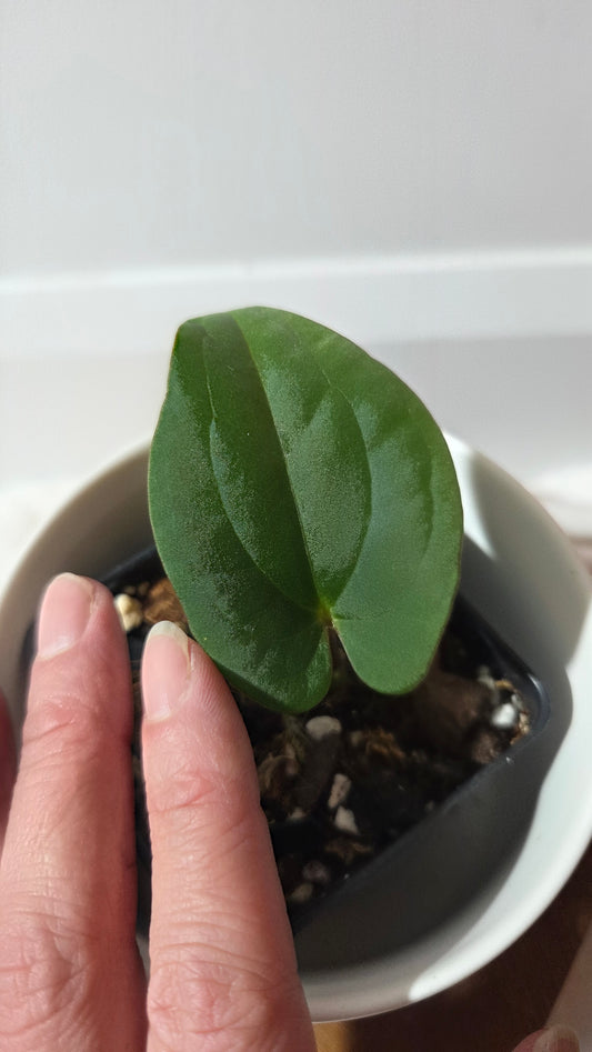 Anthurium Black Velvet Panama"format PETIT" (ANT-649)