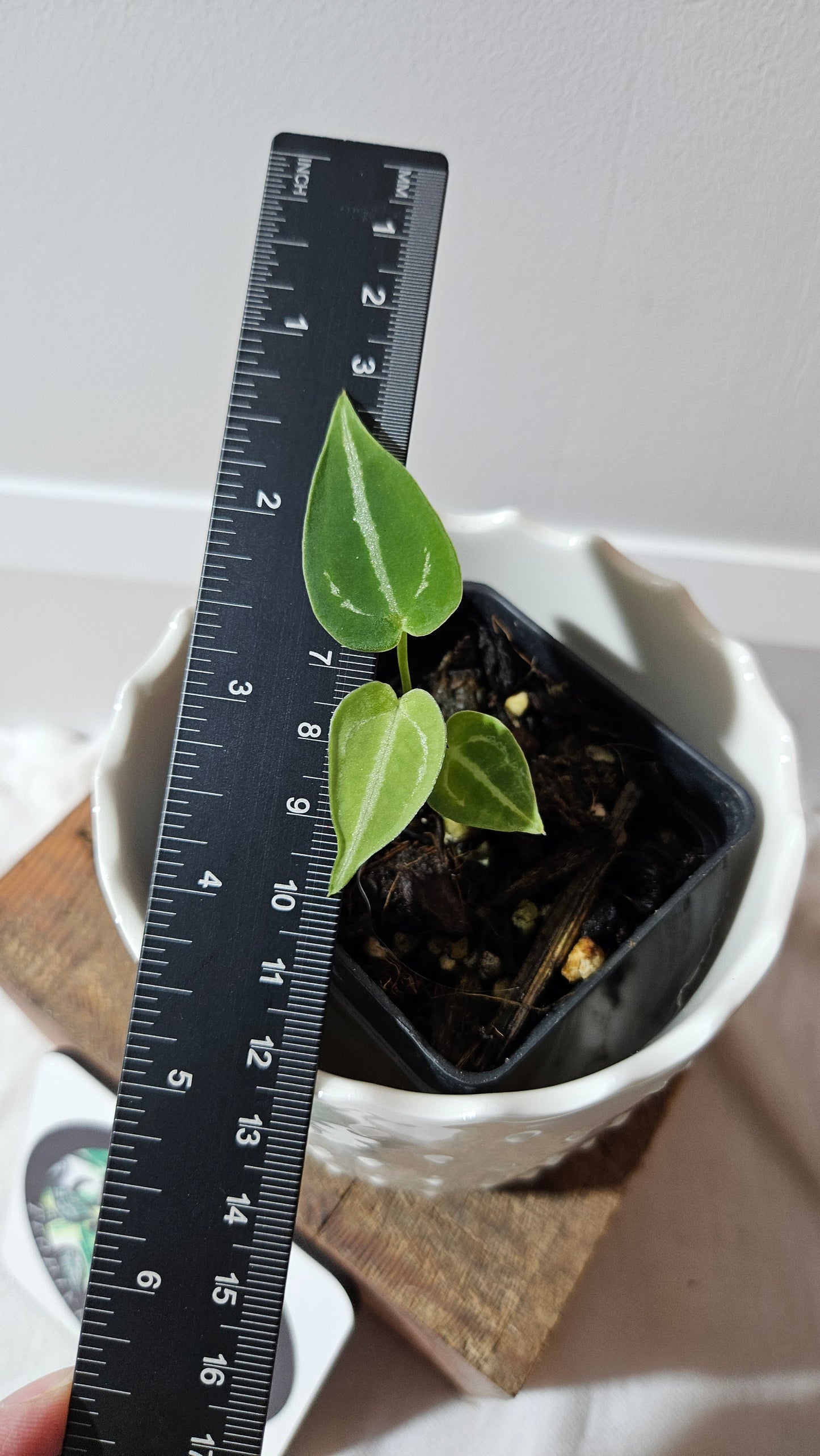 Anthurium Forgetti X Crystallinum Silver "format SEEDLING" (ANT-525)