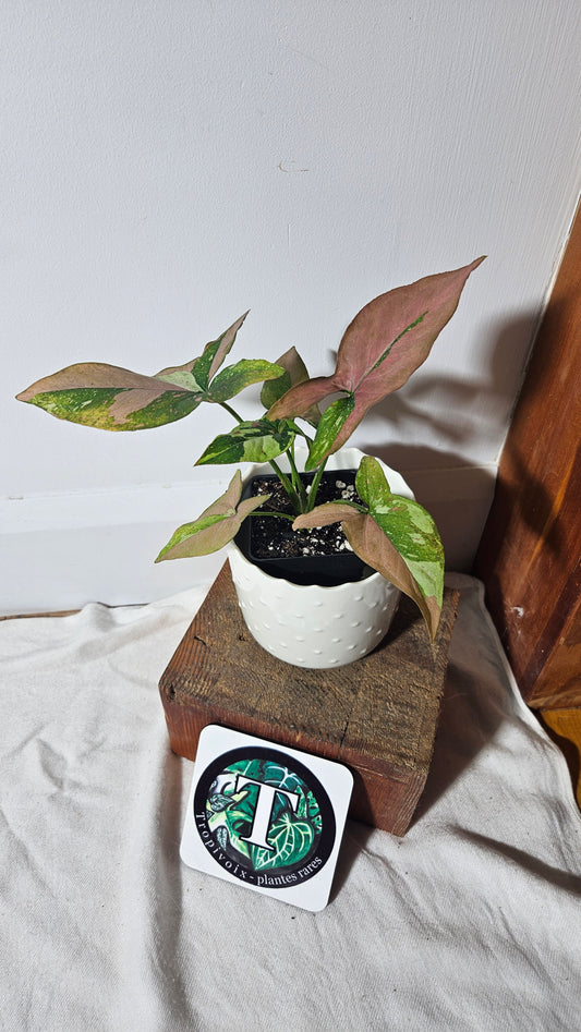 Syngonium Red Spot Tricolore (SYN-324)