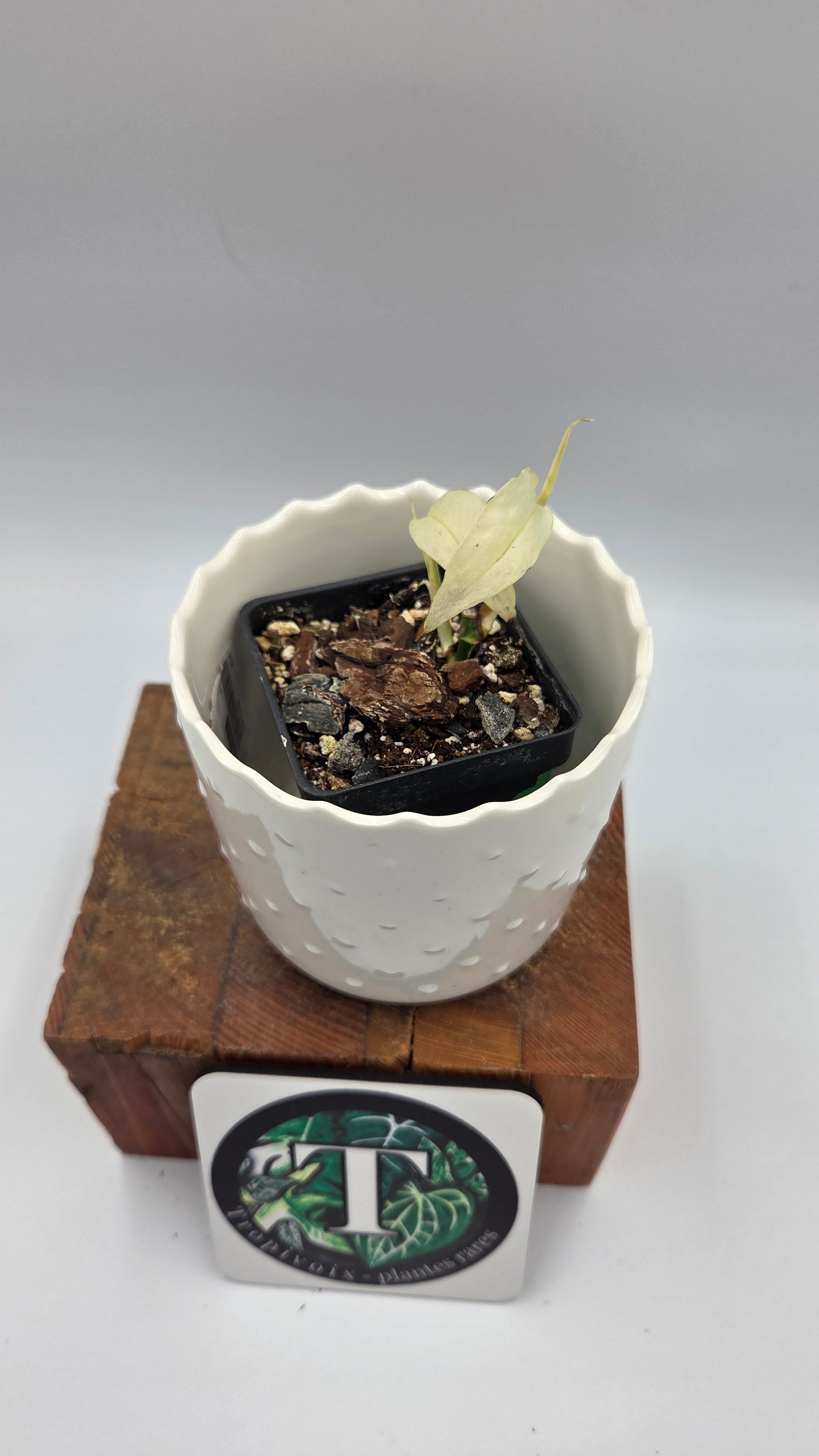 Monstera Laniata Mint (MON-394)
