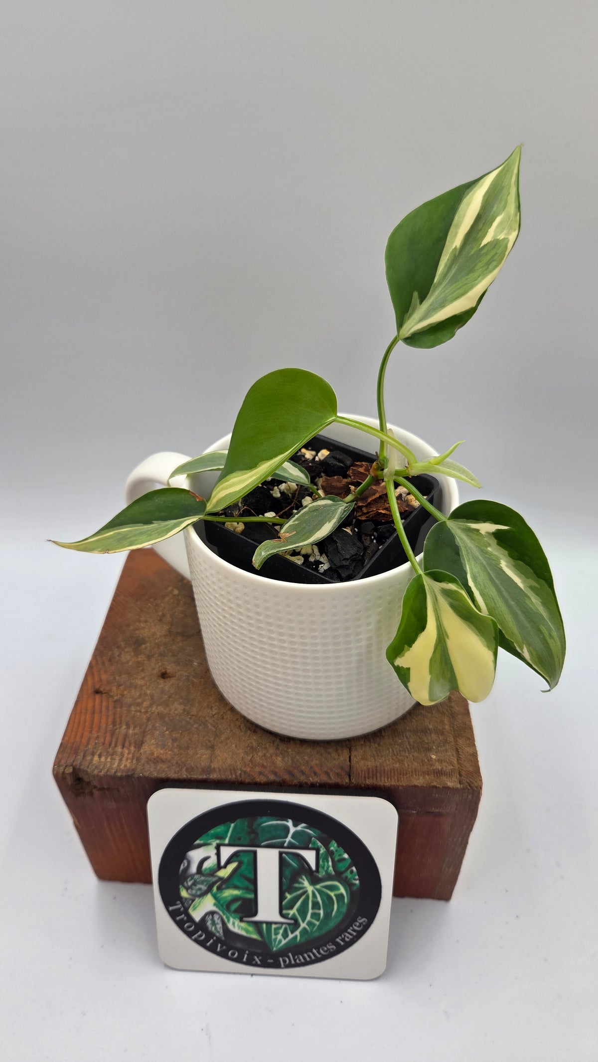 Philodendron Hederaceum Rio (PHI-1108)