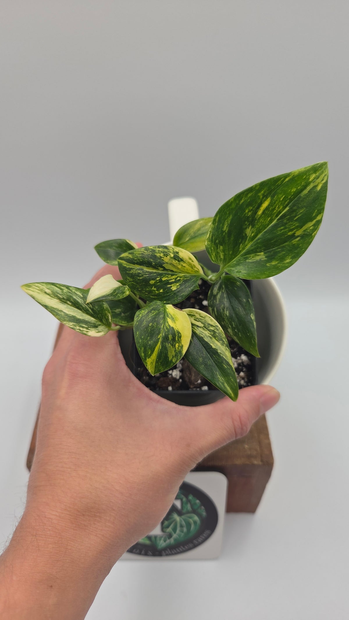 Monstera Standleyana Aurea (MON-583)
