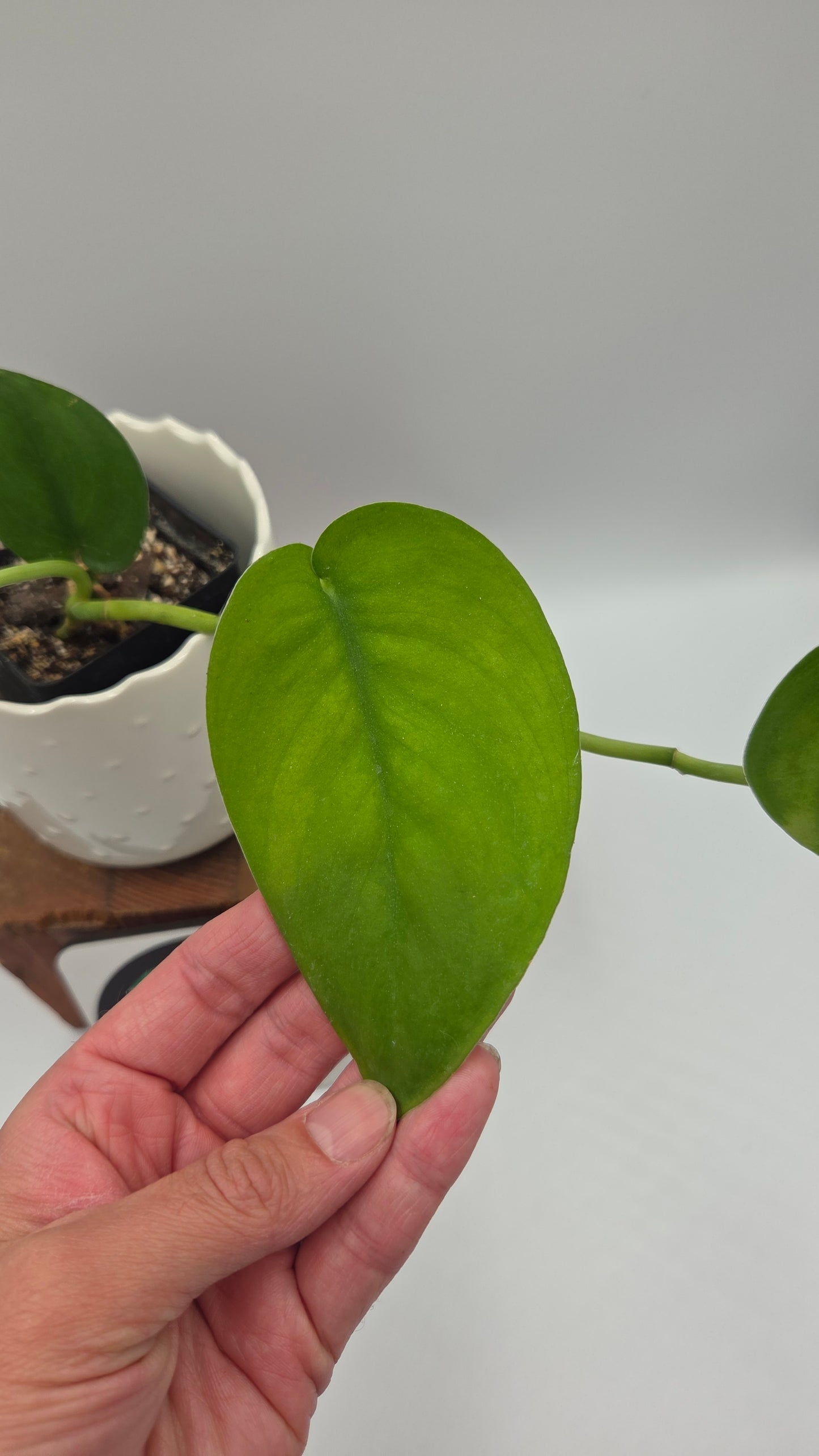 Scindapsus Jade Satin Variegata REVERT(SCI-843)