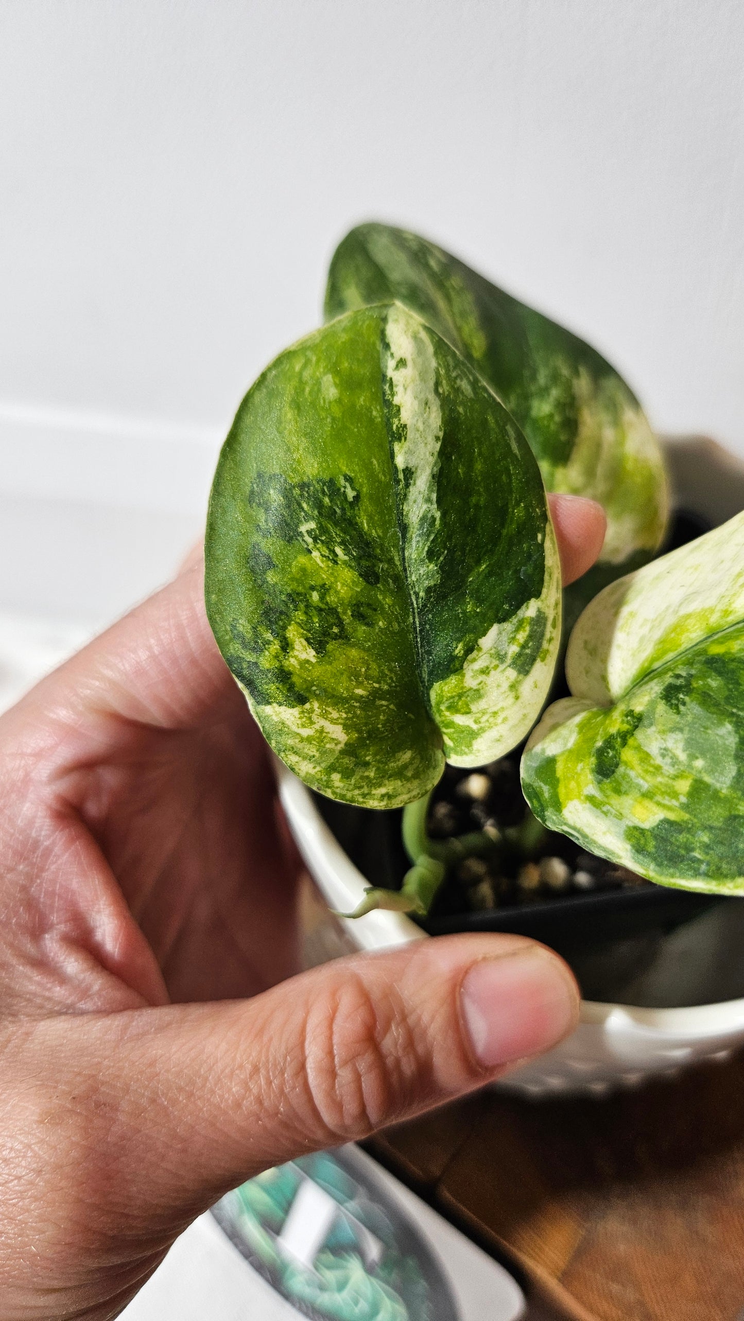 Scindapsus Dark satin Tricolore (SCI-1042)