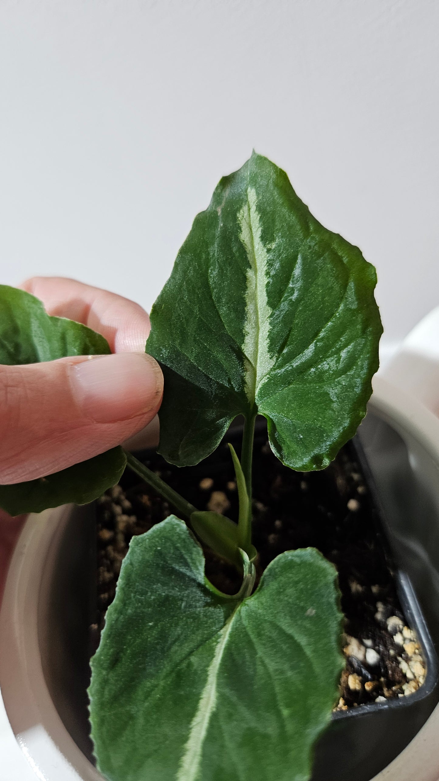 Syngonium Wendlandii "Southern Star"(SYN-317)