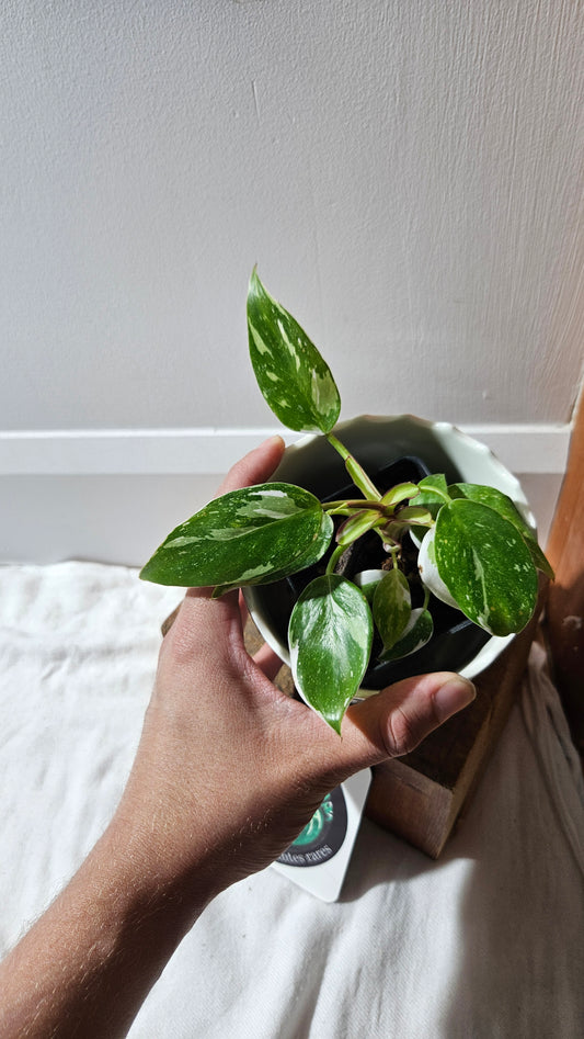 Philodendron White Princess (PHI-882)