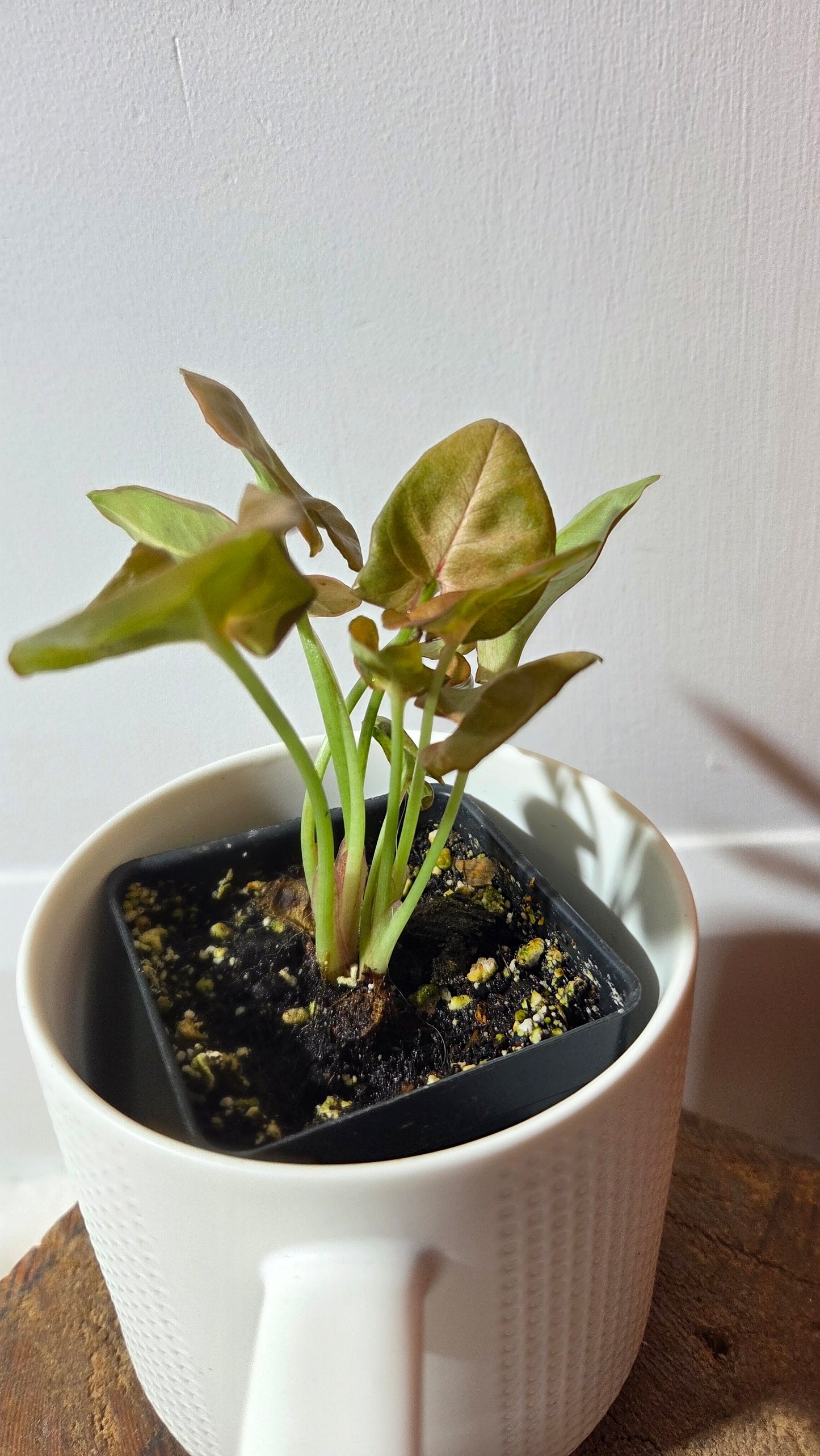 Syngonium Pink Neon Robusta (SYN-489)