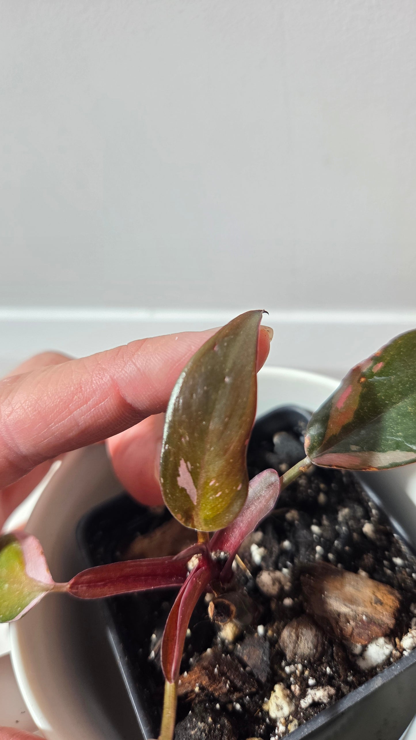 Philodendron Black Cherry (PHI-986)