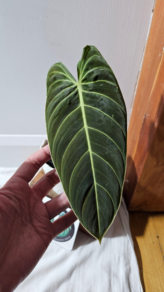 Philodendron Melanochrysum "Large"(PHI-865)