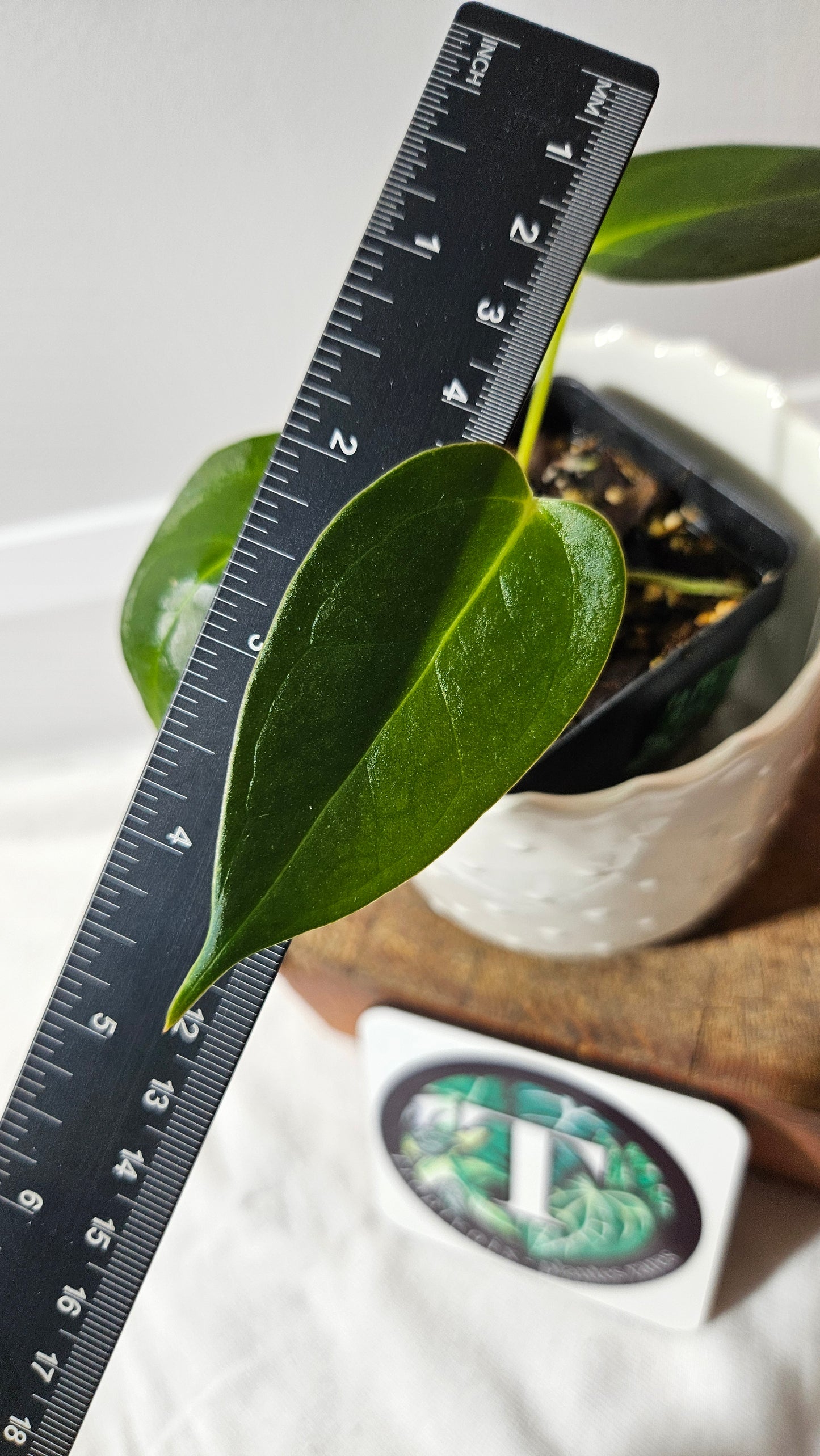 Anthurium Silver Blush X Subsignatum "format PETIT" (ANT-549)