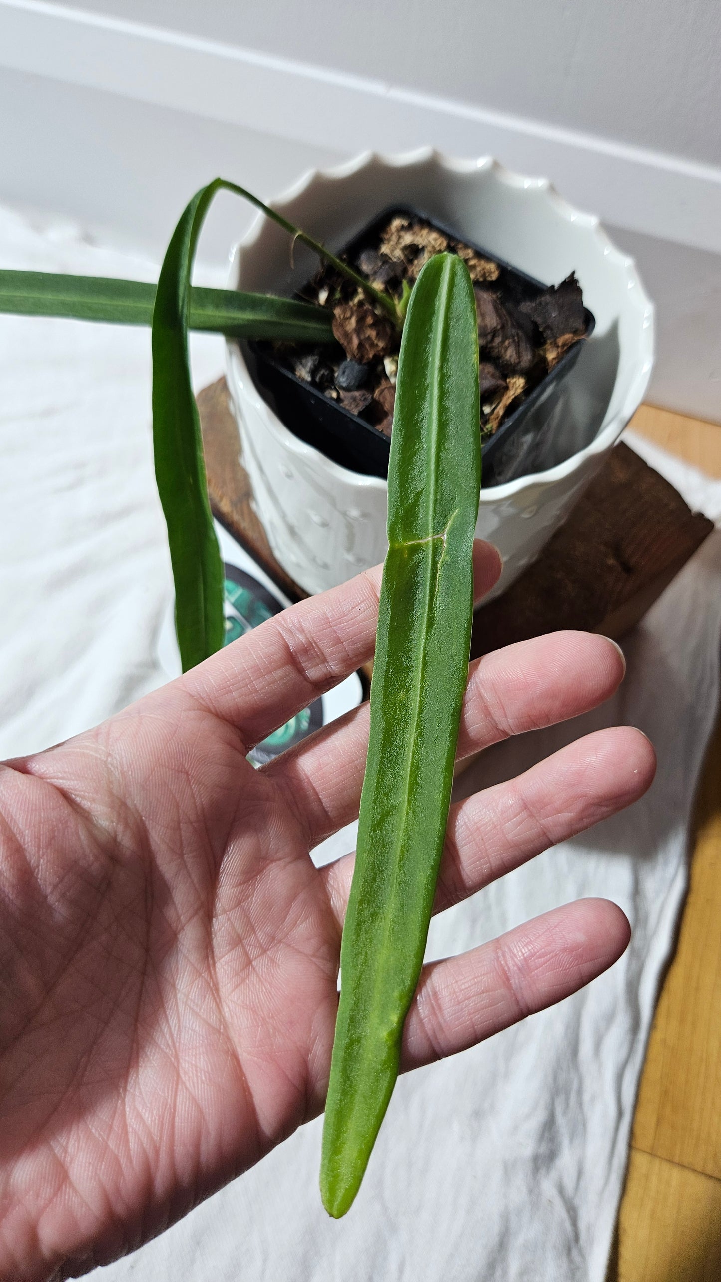 Anthurium Pallidiflorum Super Narrow "format MOYEN"(ANT-453)
