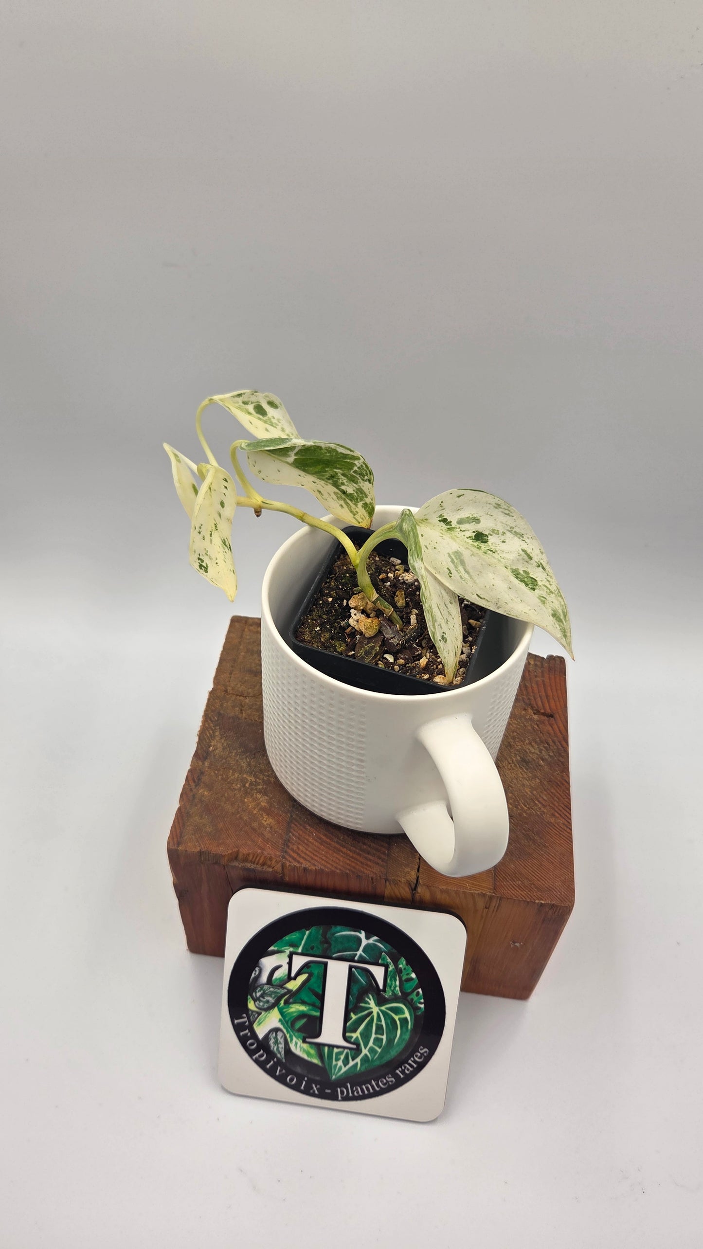 Scindapsus Silver Splash Variegata (SCI-848)