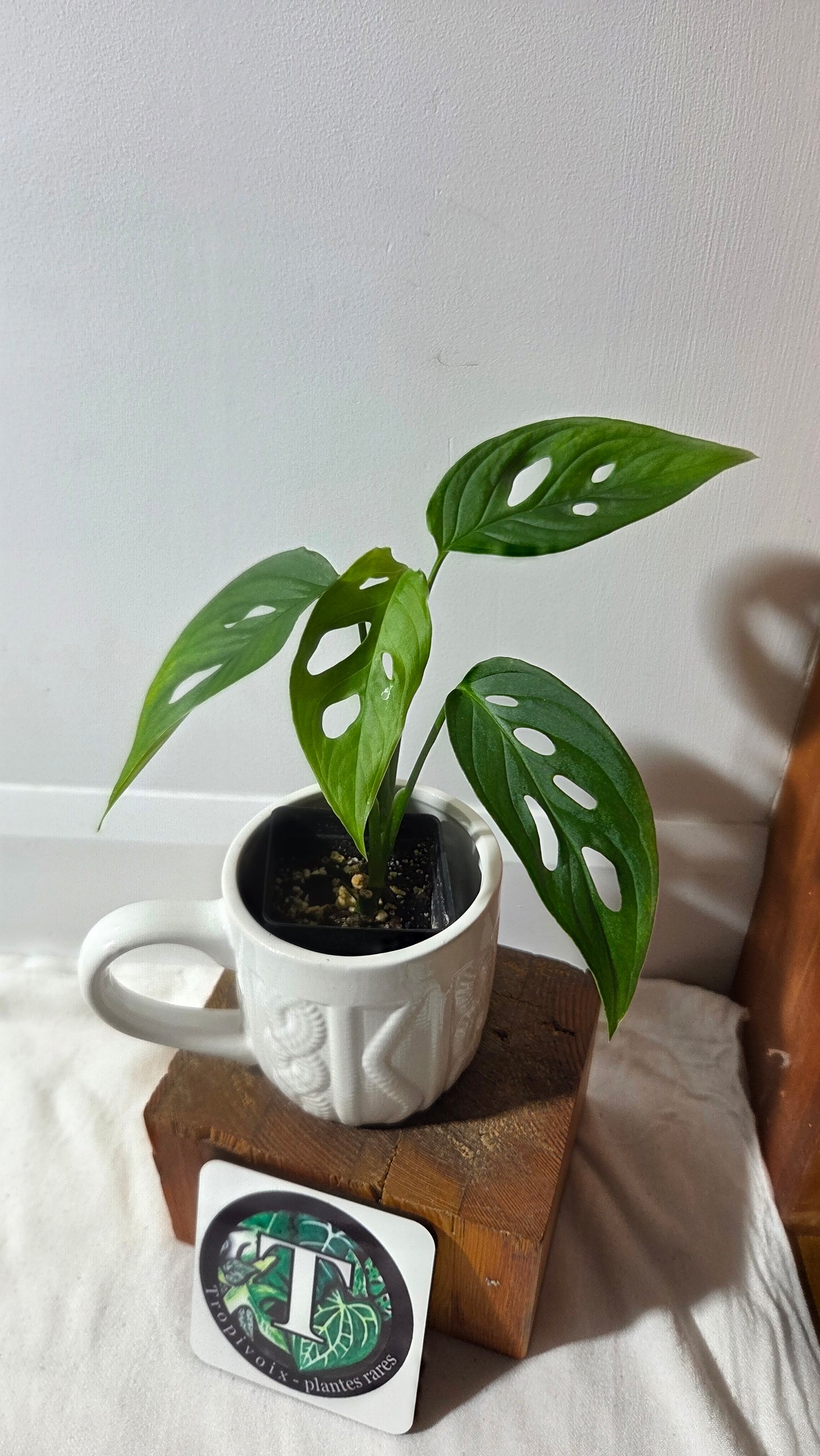 Monstera Obliqua Aff Tamarindo (MON-532)