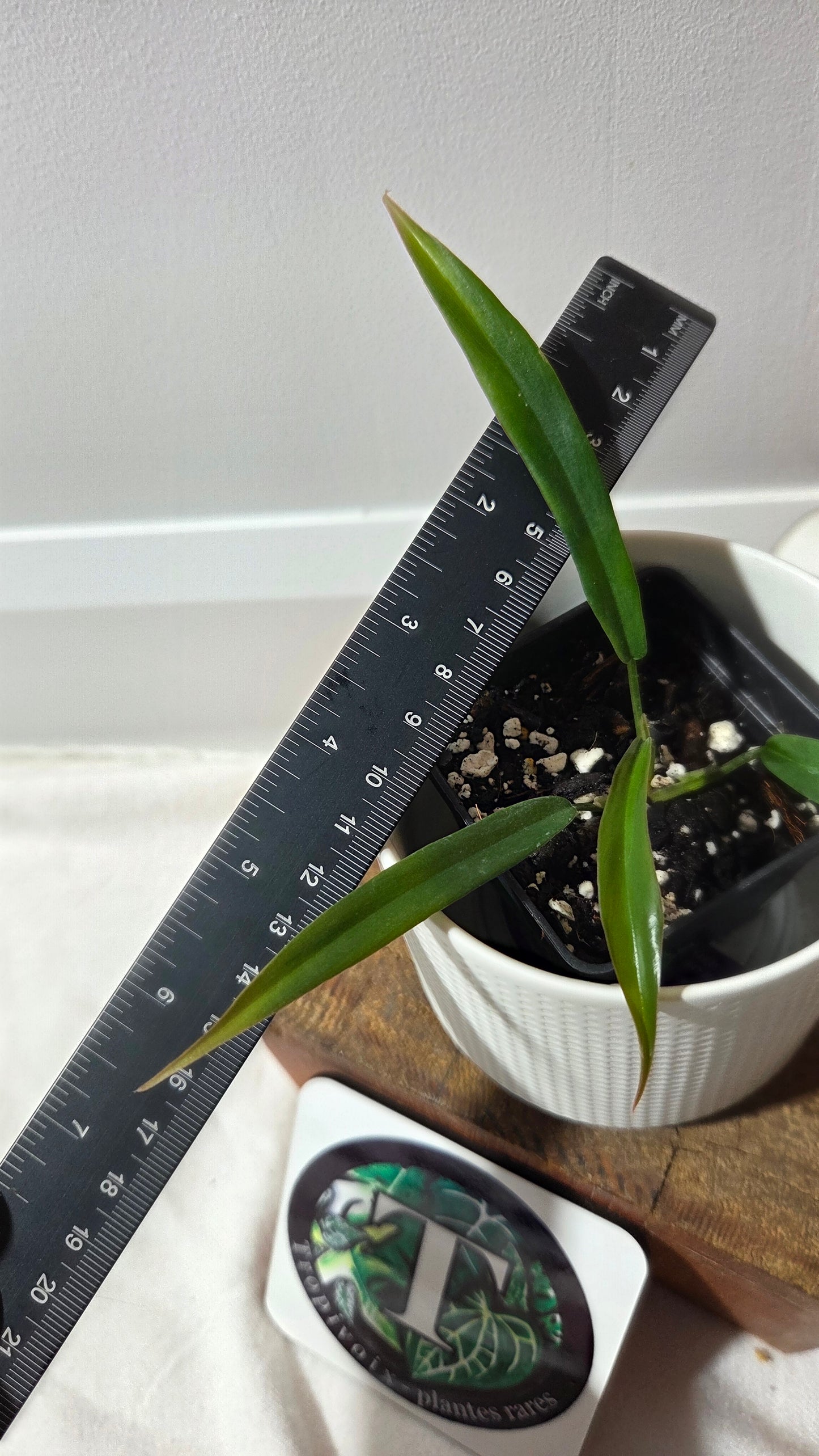 Philodendron Florida Beauty X Tortum REVERT(PHI-973)