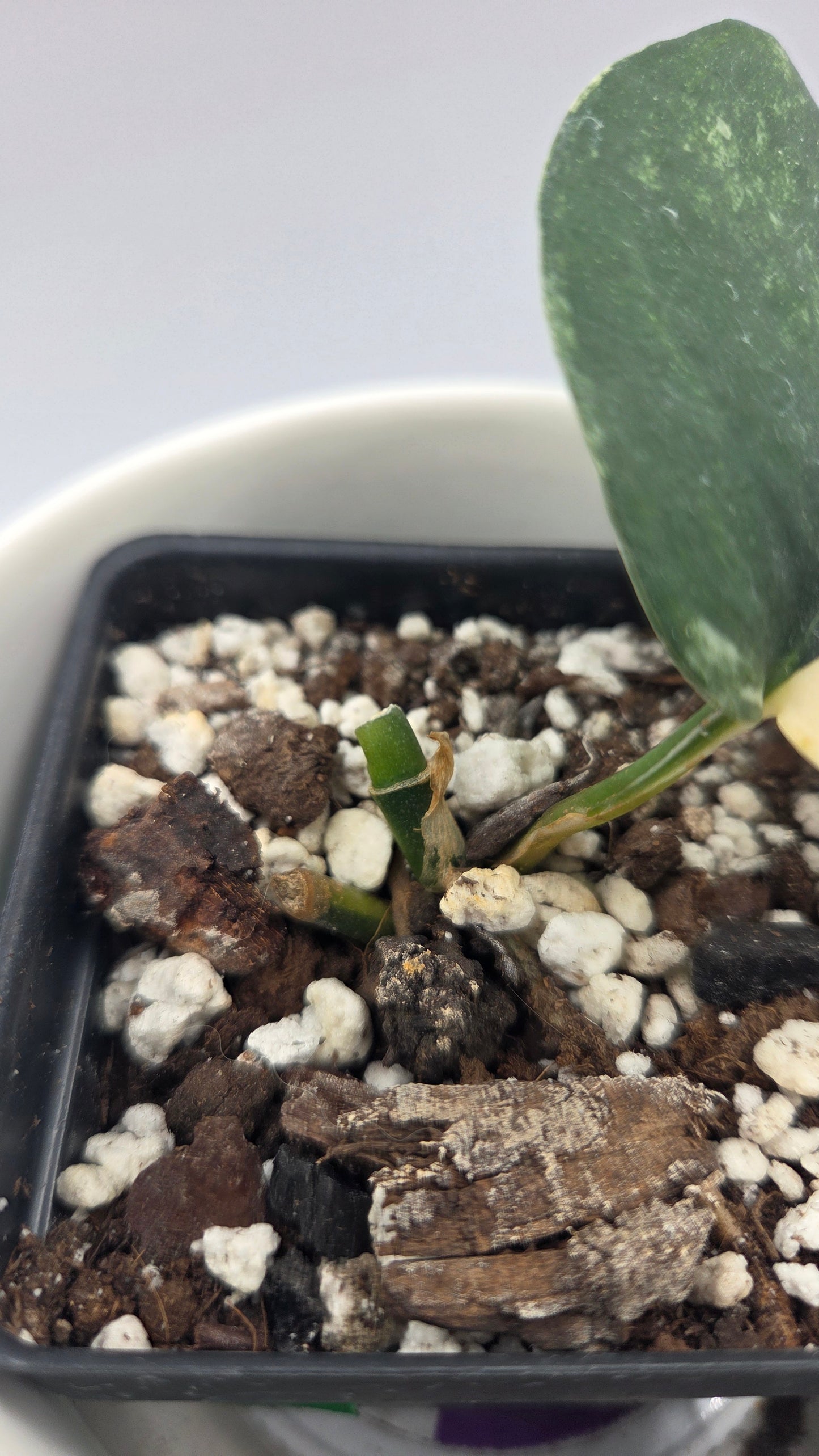 Scindapsus Jade Satin Albo (SCI-927)