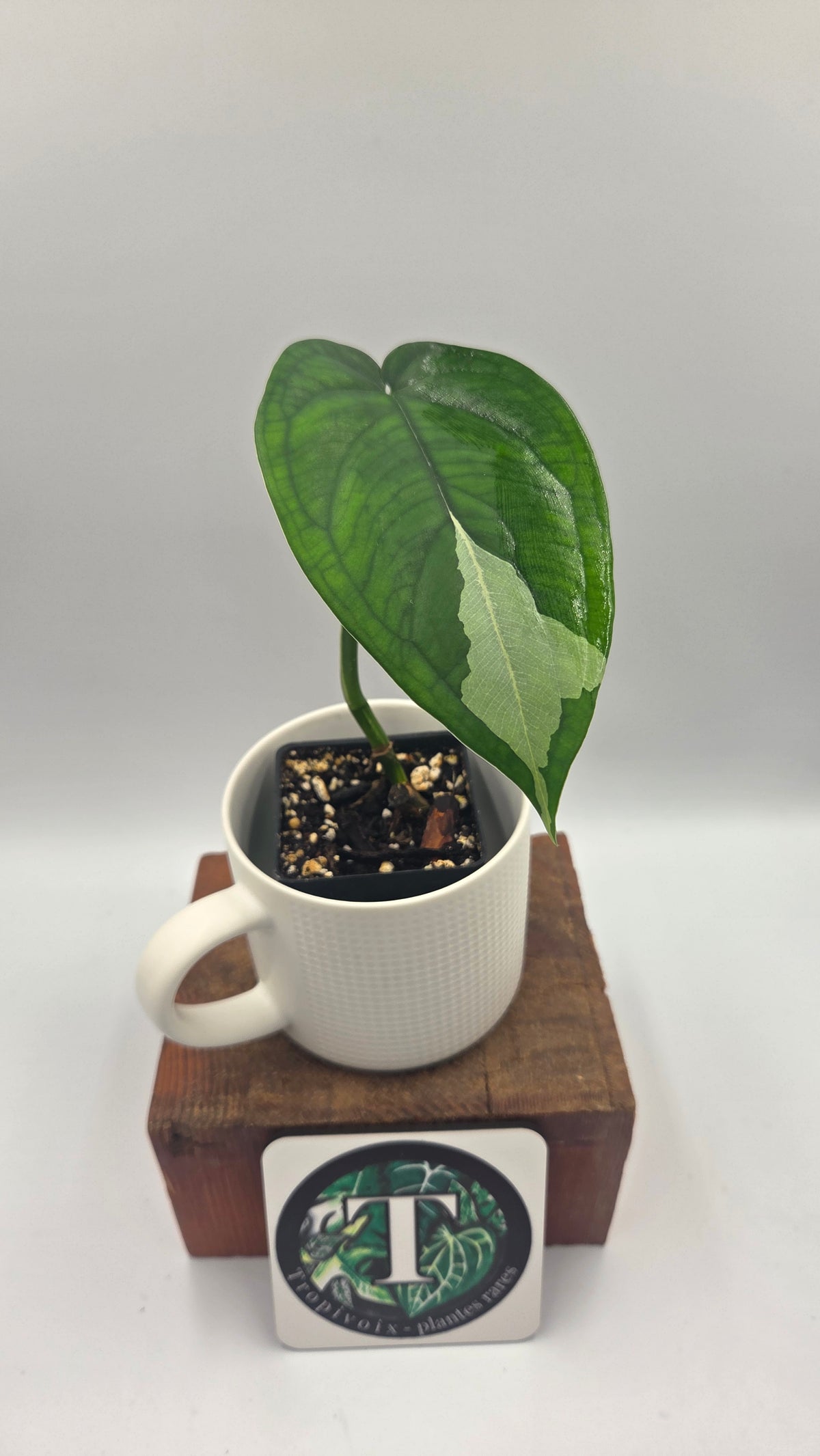 Syngonium Chiapense Albo (SYN-528)