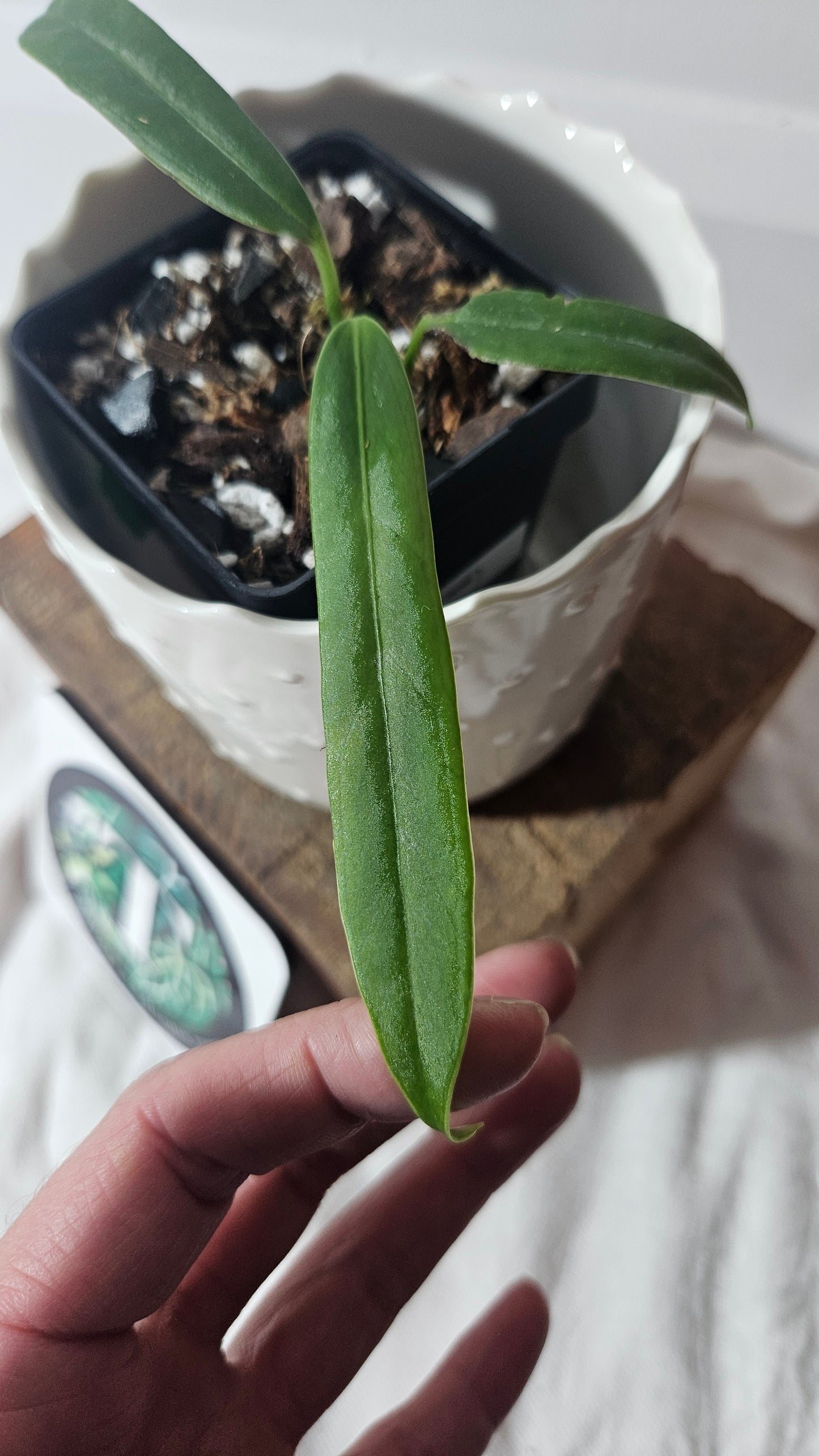 Anthurium Ceronii Aff "format SEEDLING"(ANT-402)