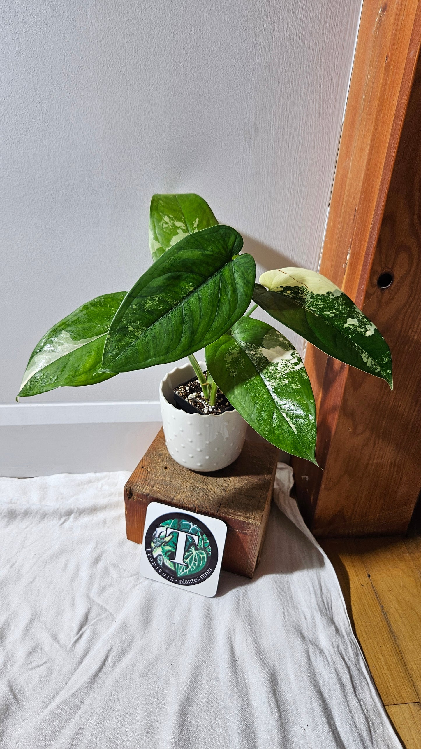 Syngonium Chiapense Albo (SYN-460)