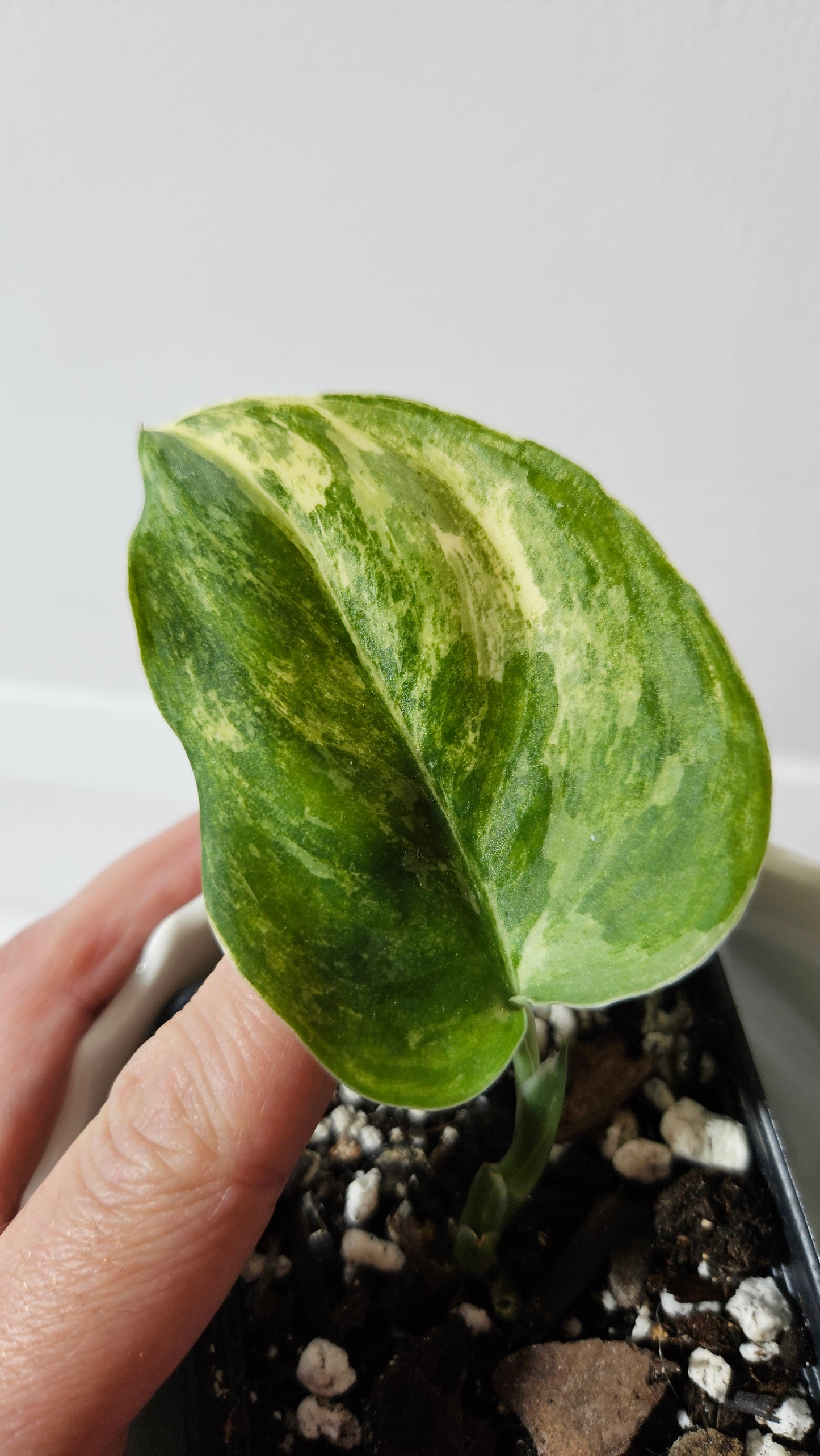 Scindapsus Exotica Salaka Tricolore (SCI-1048)