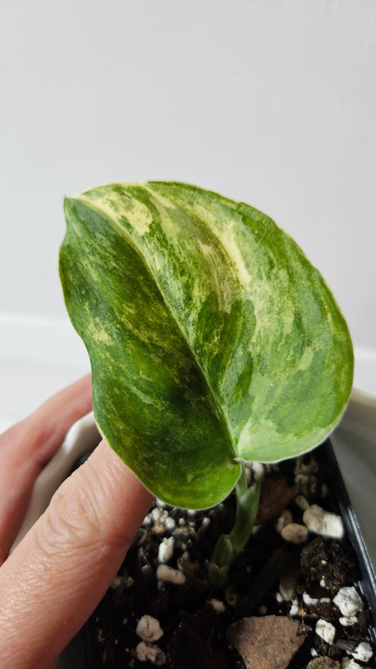 Scindapsus Exotica Salaka Tricolore (SCI-1048)
