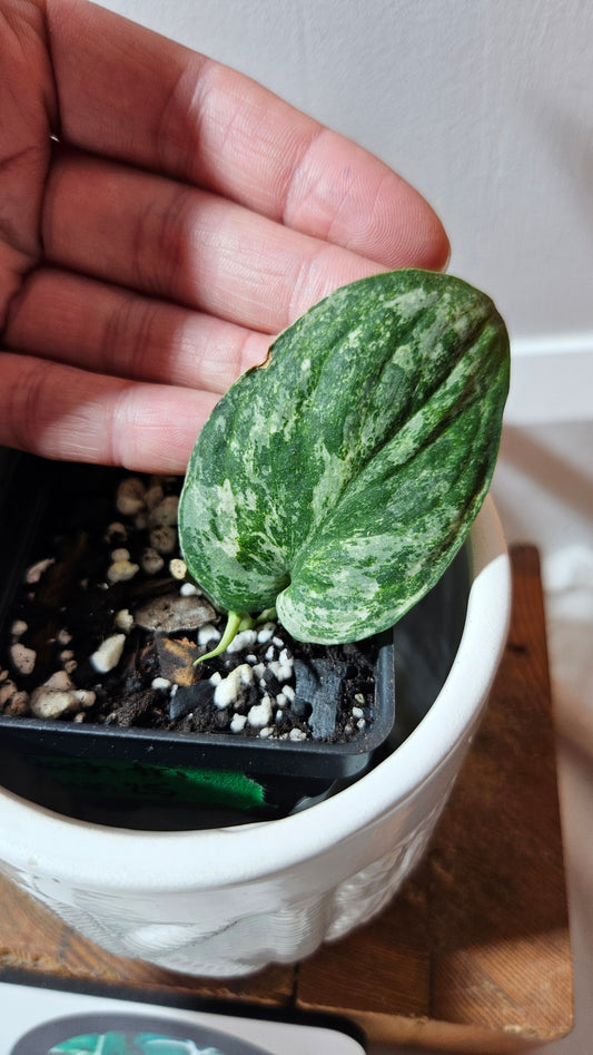 Scindapsus Silver Splash Tricolore (SCI-1230)