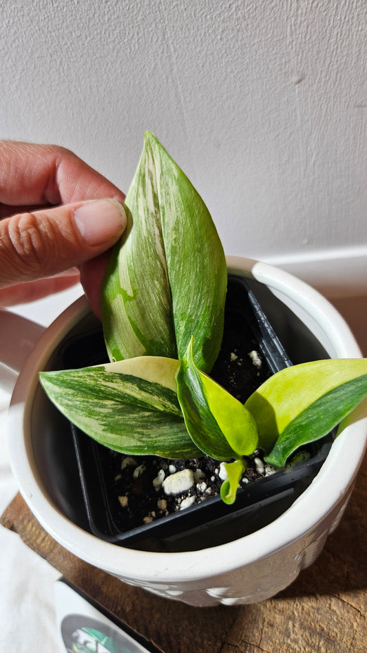 Scindapsus Rubicon (SCI-1149)