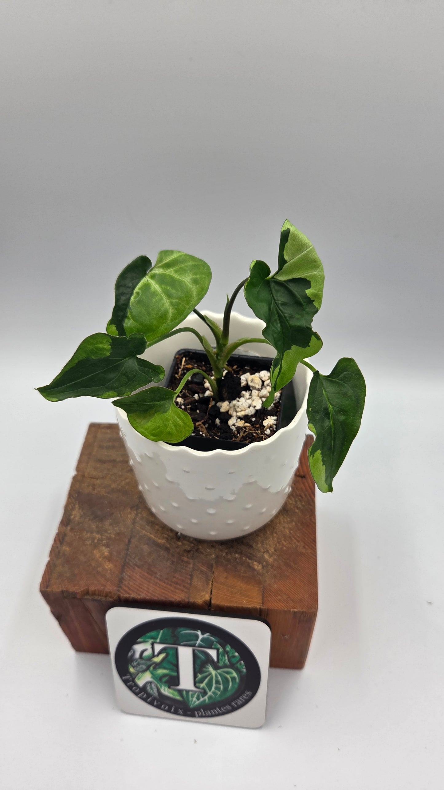 Syngonium Green Beauty (SYN-507)