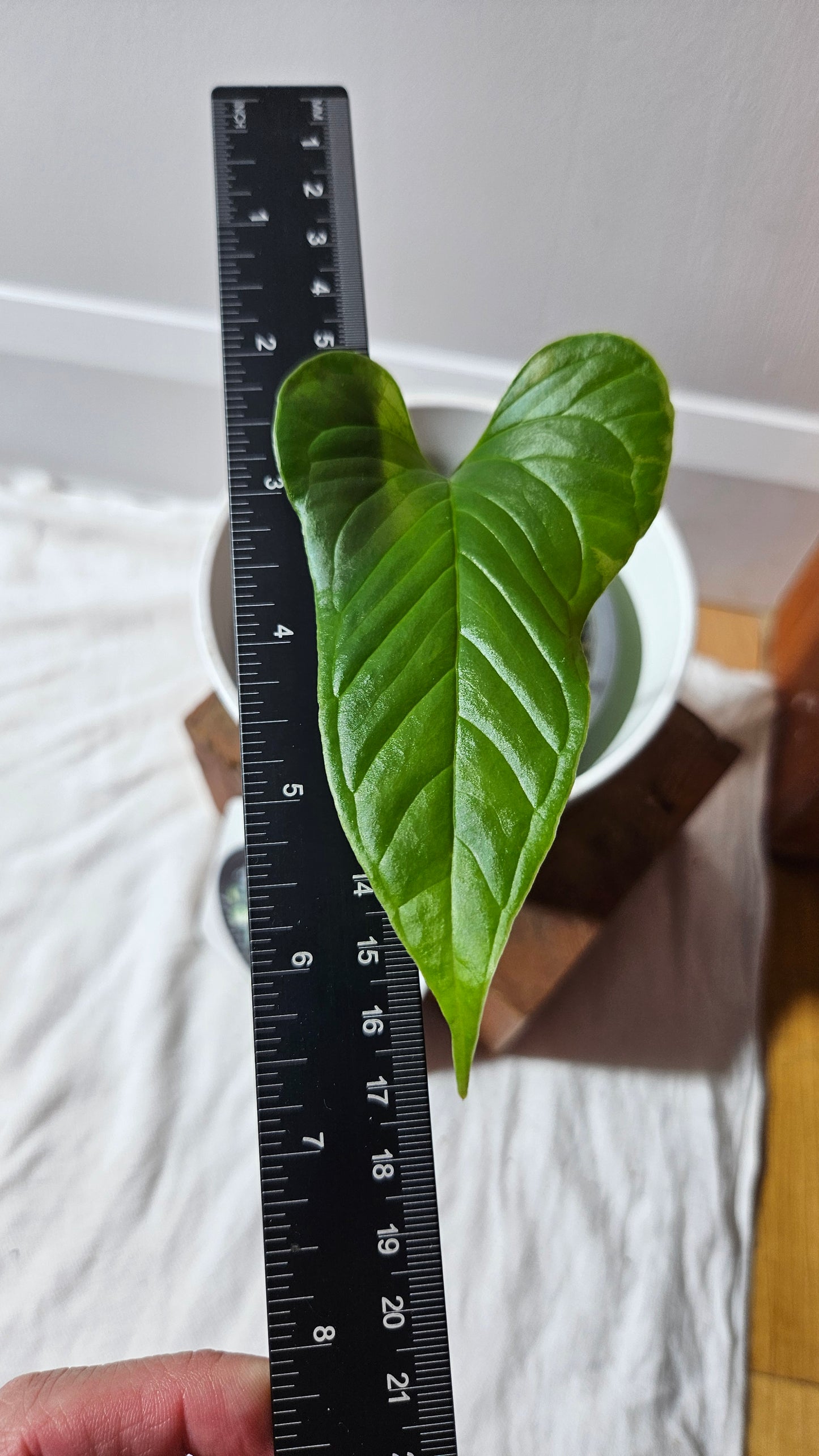 Anthurium Draconopterum"format MOYEN" (ANT-626)