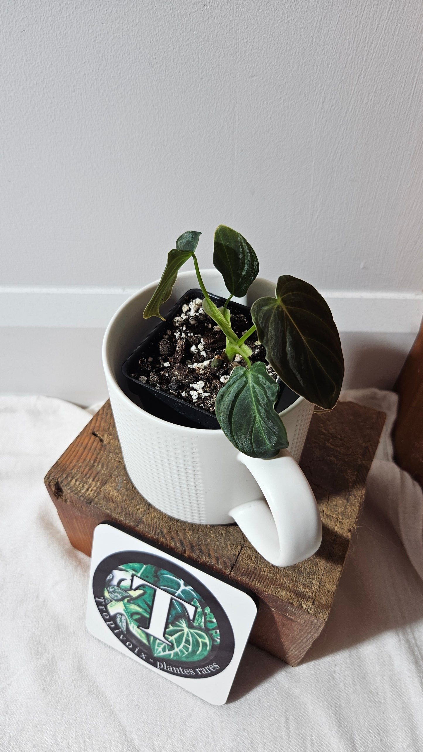 Philodendron Splendide (PHI-942)