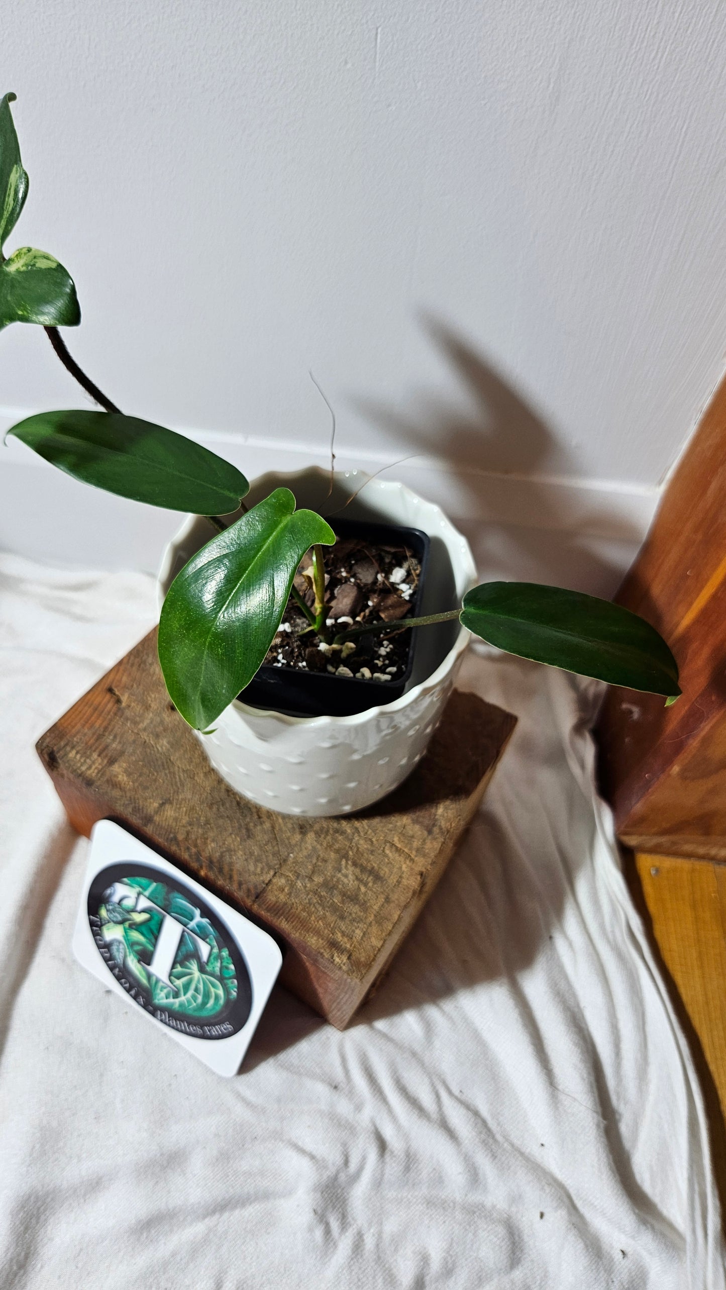 Philodendron Florida Beauty REVERT(PHI-580)