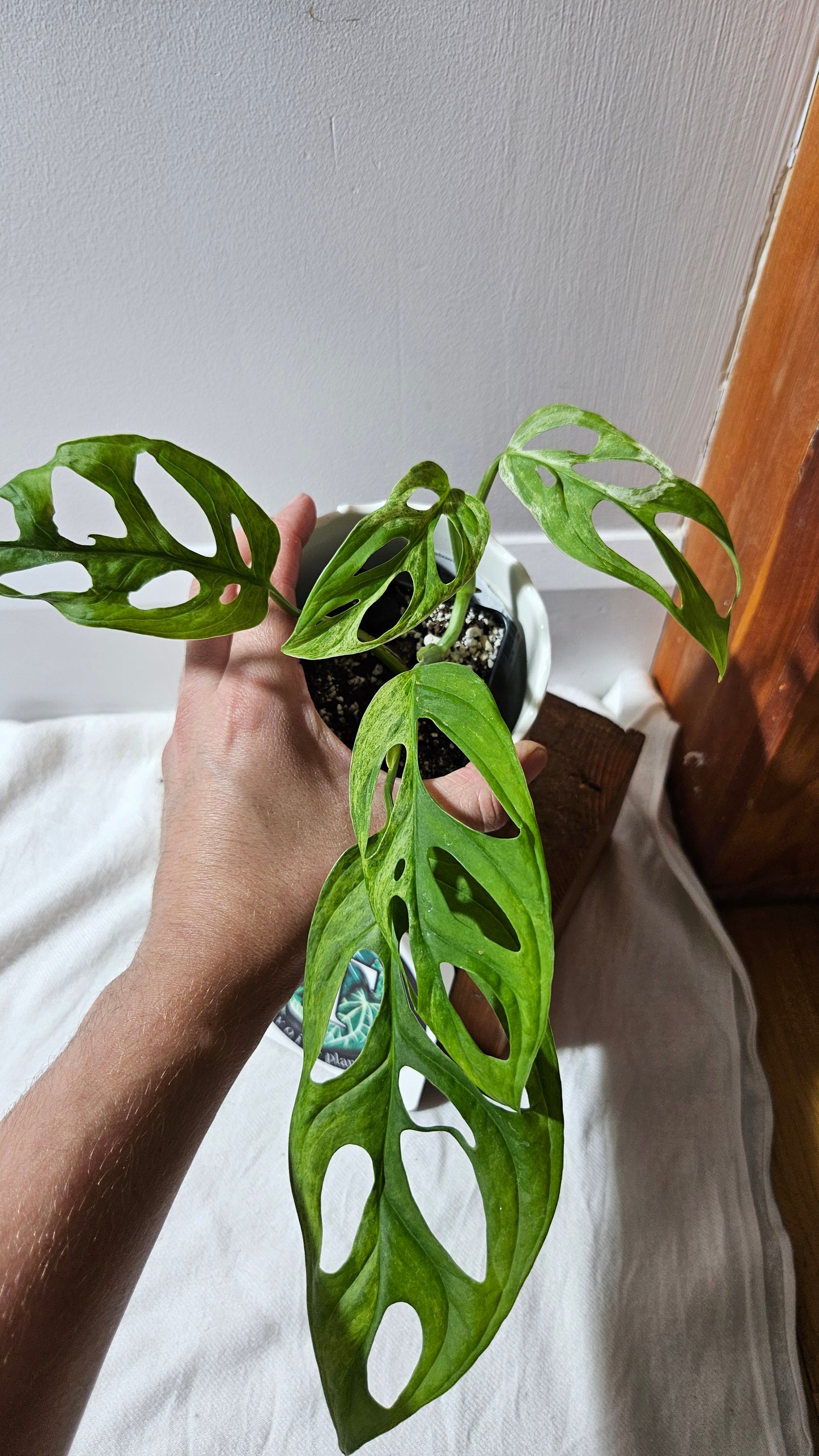 Monstera Andasonii Mint/Indo (MON-419)