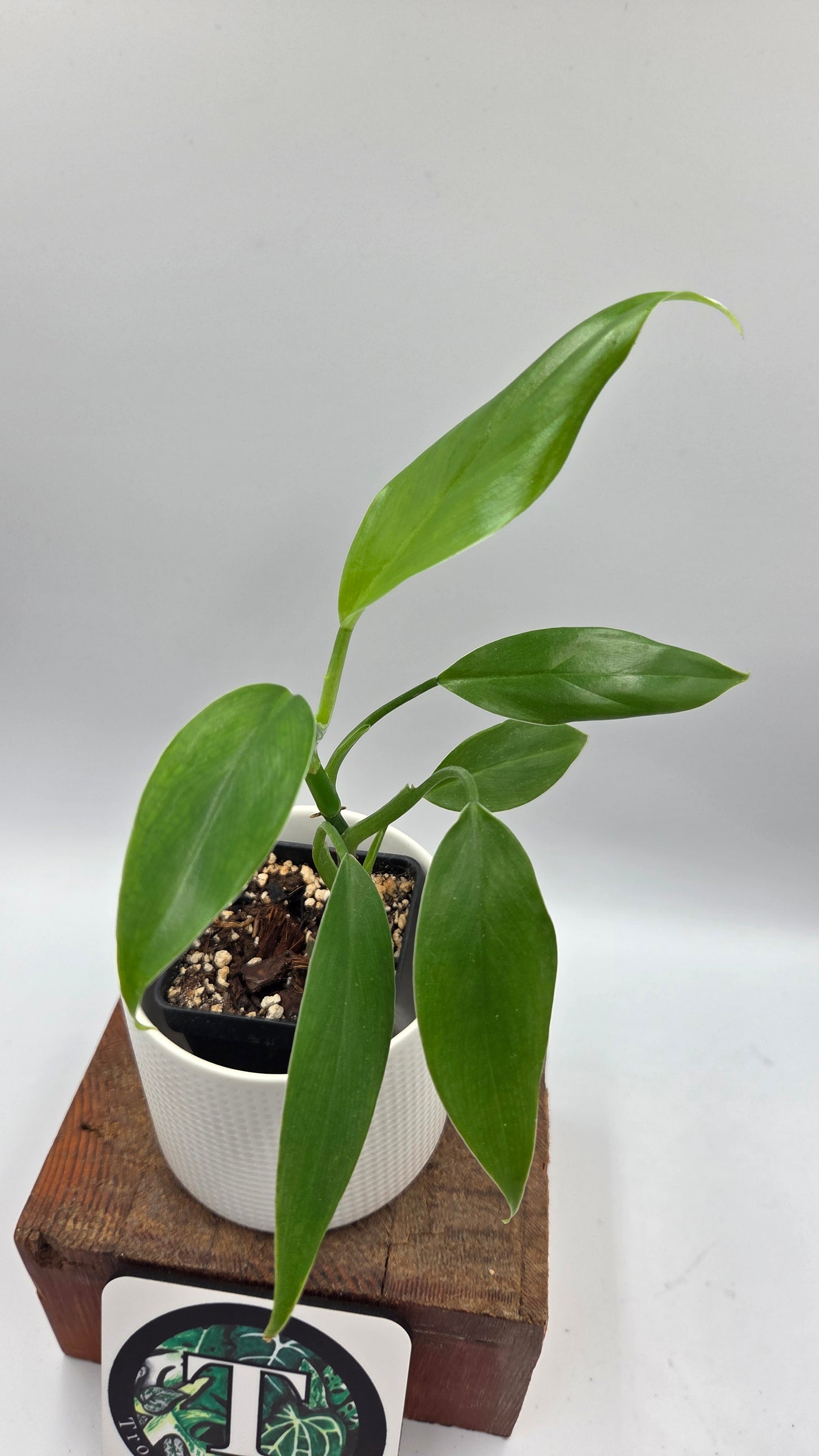 Philodendron Tripartitum (PHI-1076)