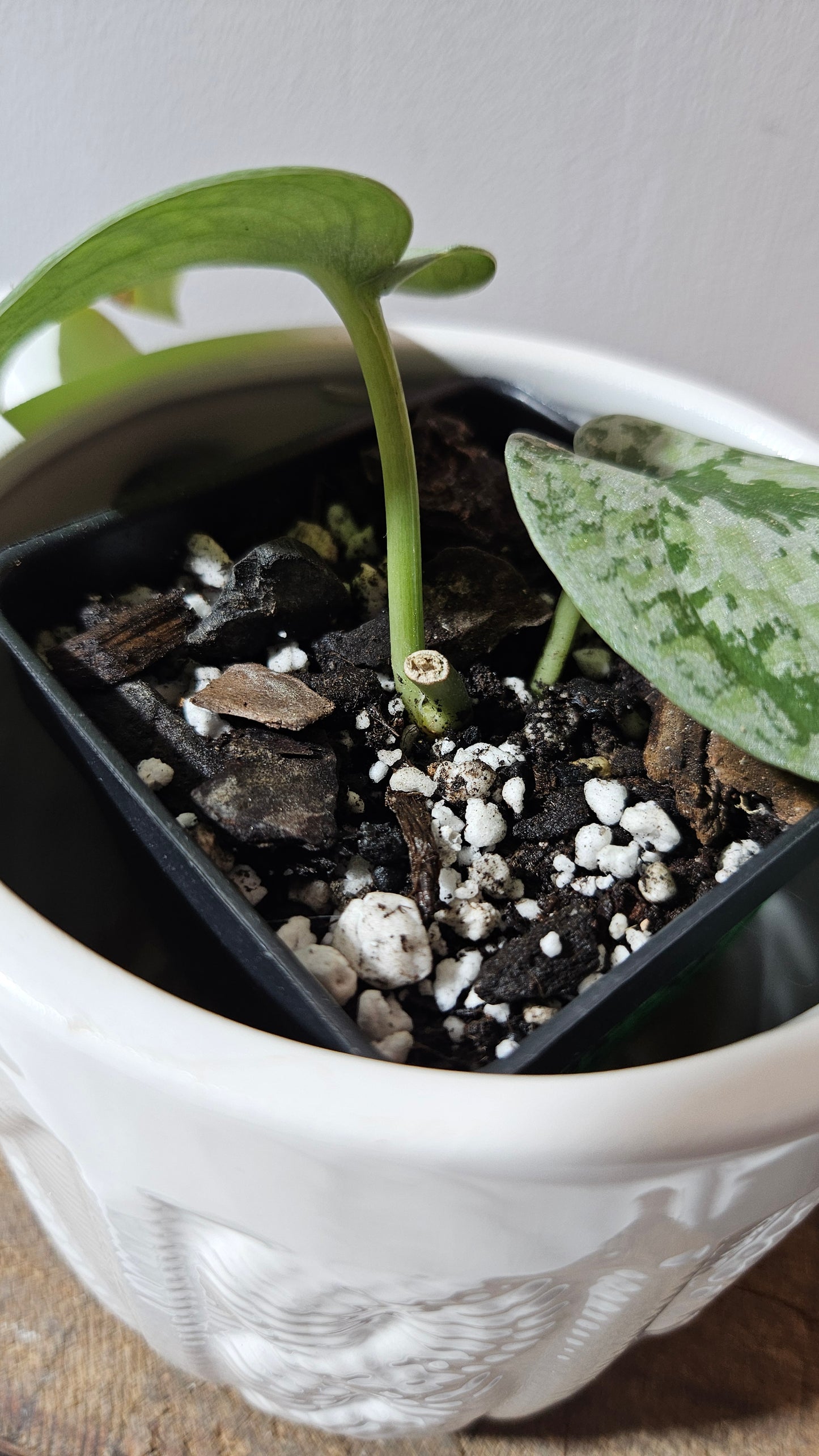 Scindapsus Tricolore silver Platinum (SCI-1121)