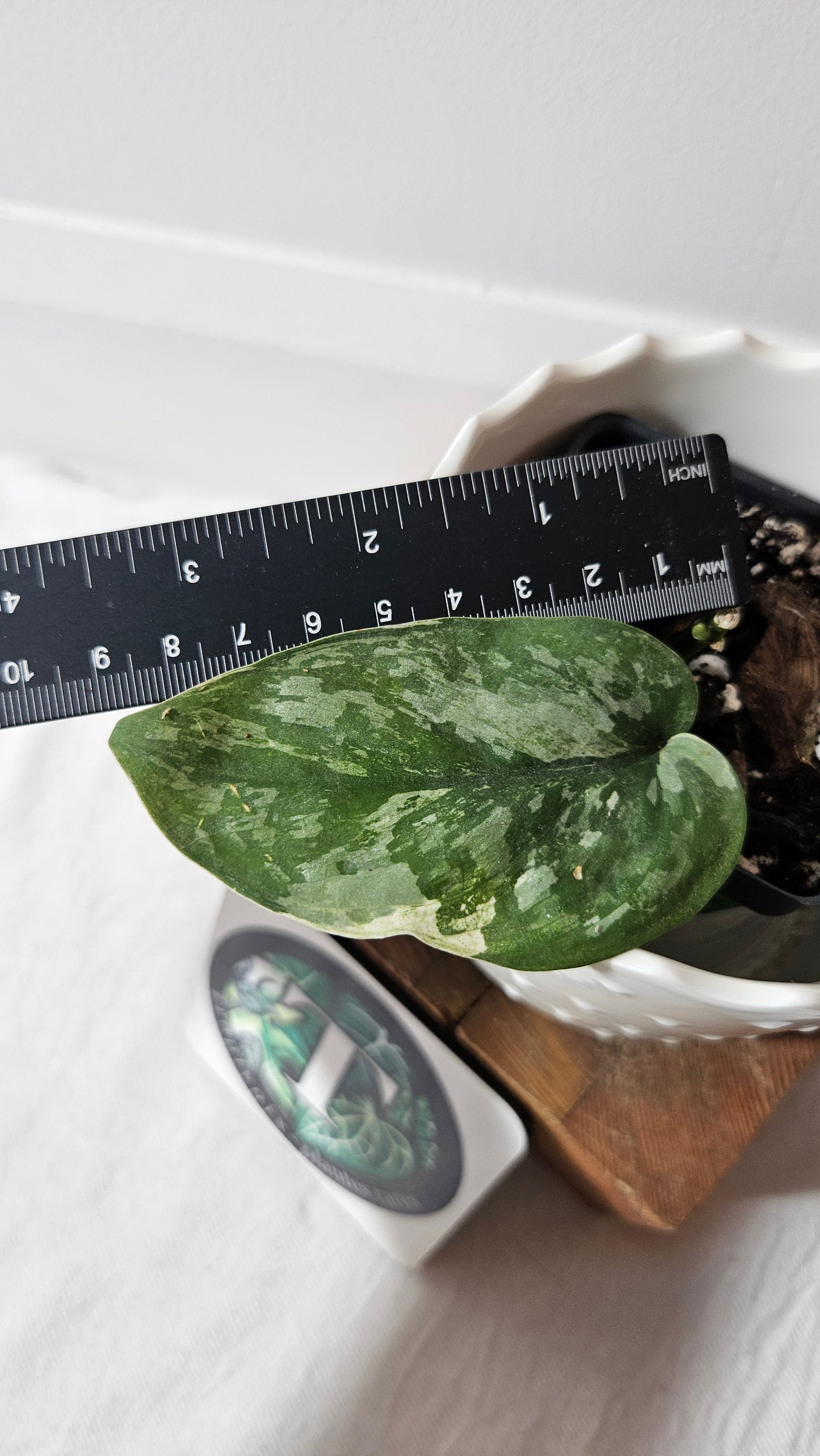 Scindapsus Kencana (SCI-1017)