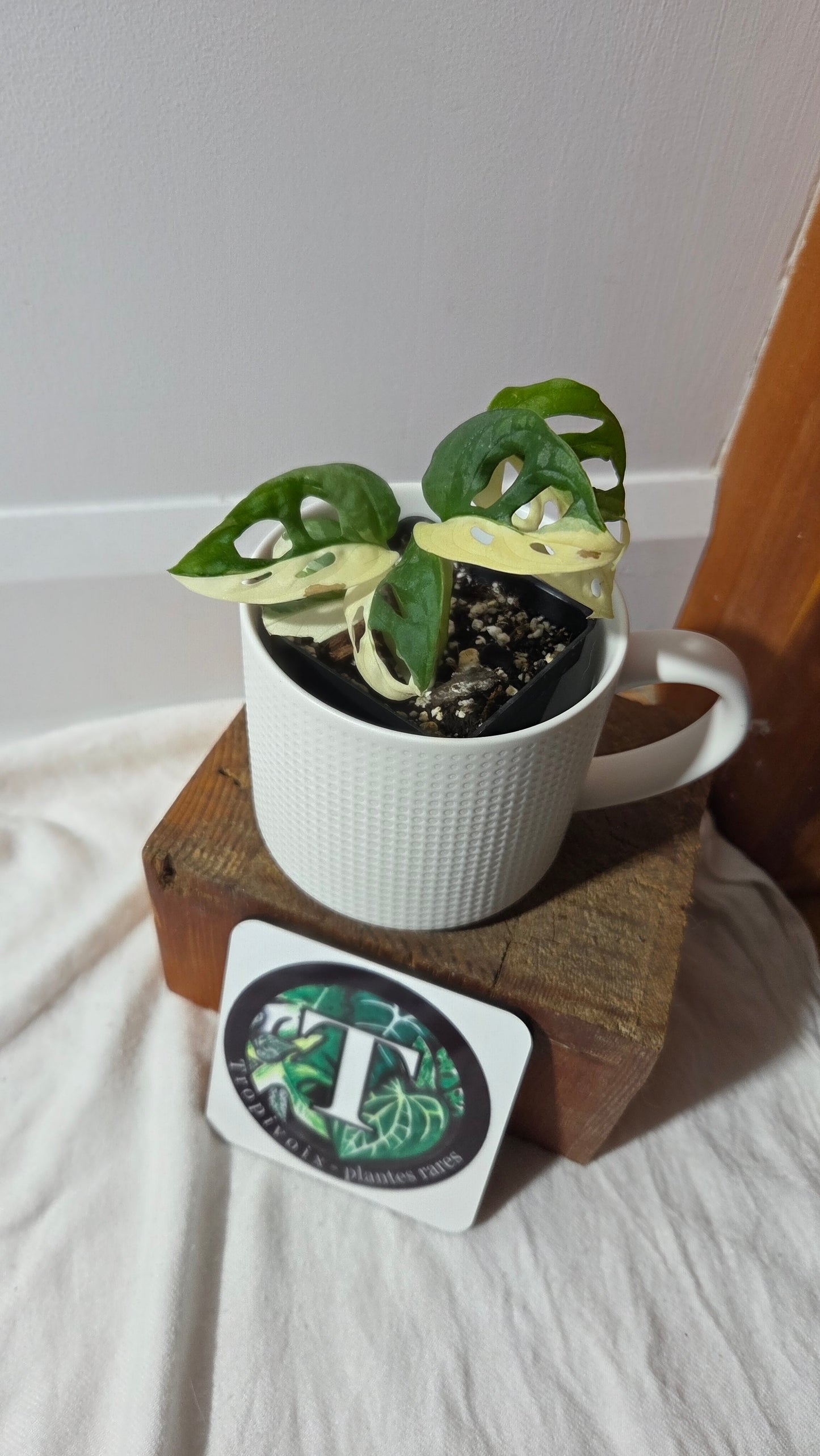 Monstera Andasonii Tricolore (MON-489)