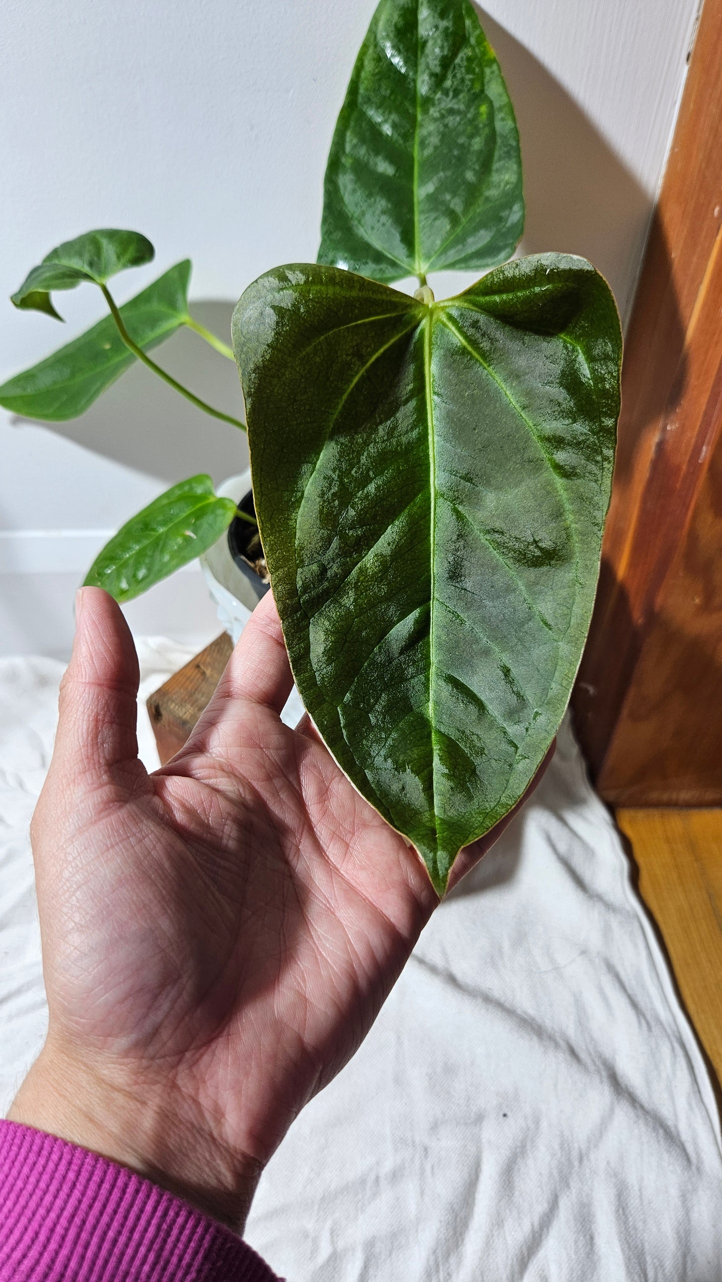 Anthurium Portillae Indo "format MEDIUM/LARGE" (ANT-125)