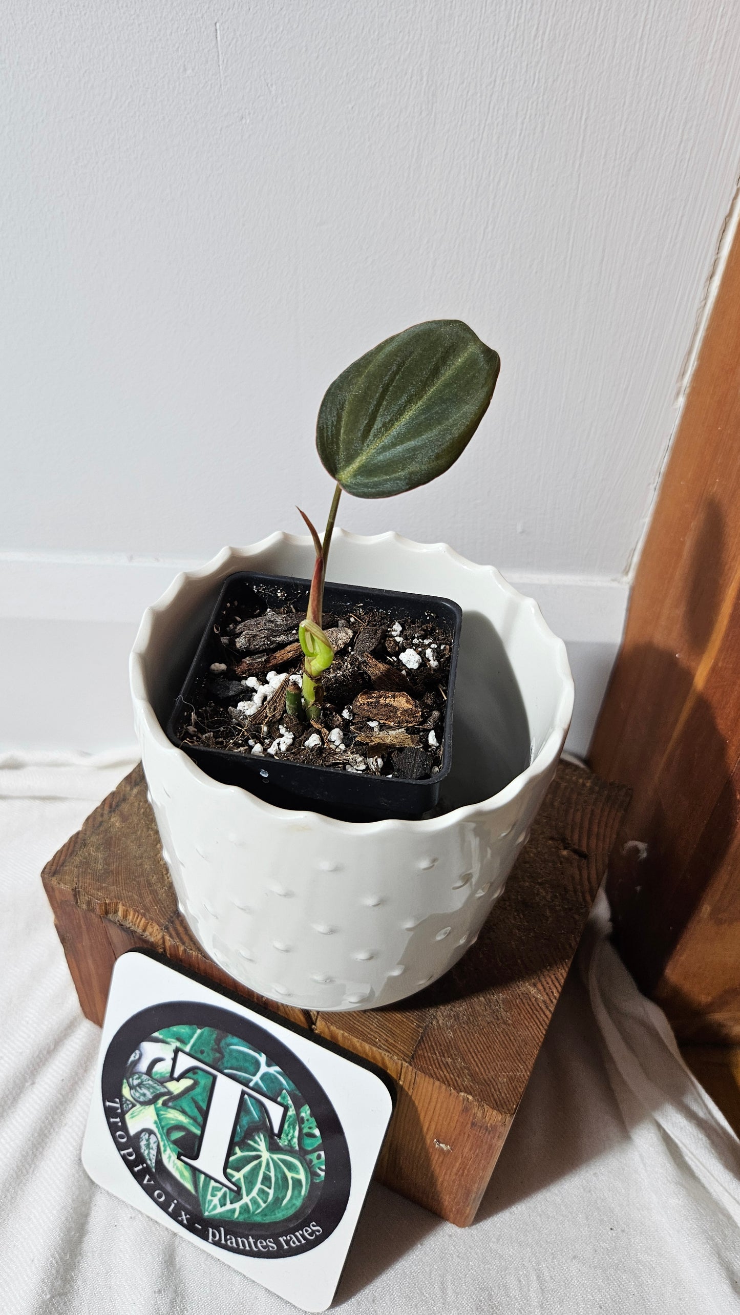 Philodendron Glorious (PHI-834)