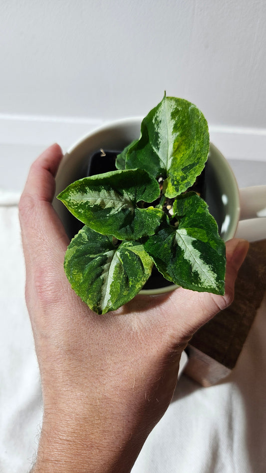 Syngonium Scrambled Eggs (SYN-477)