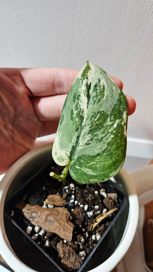 Scindapsus dark Satin Albo (SCI-1100)