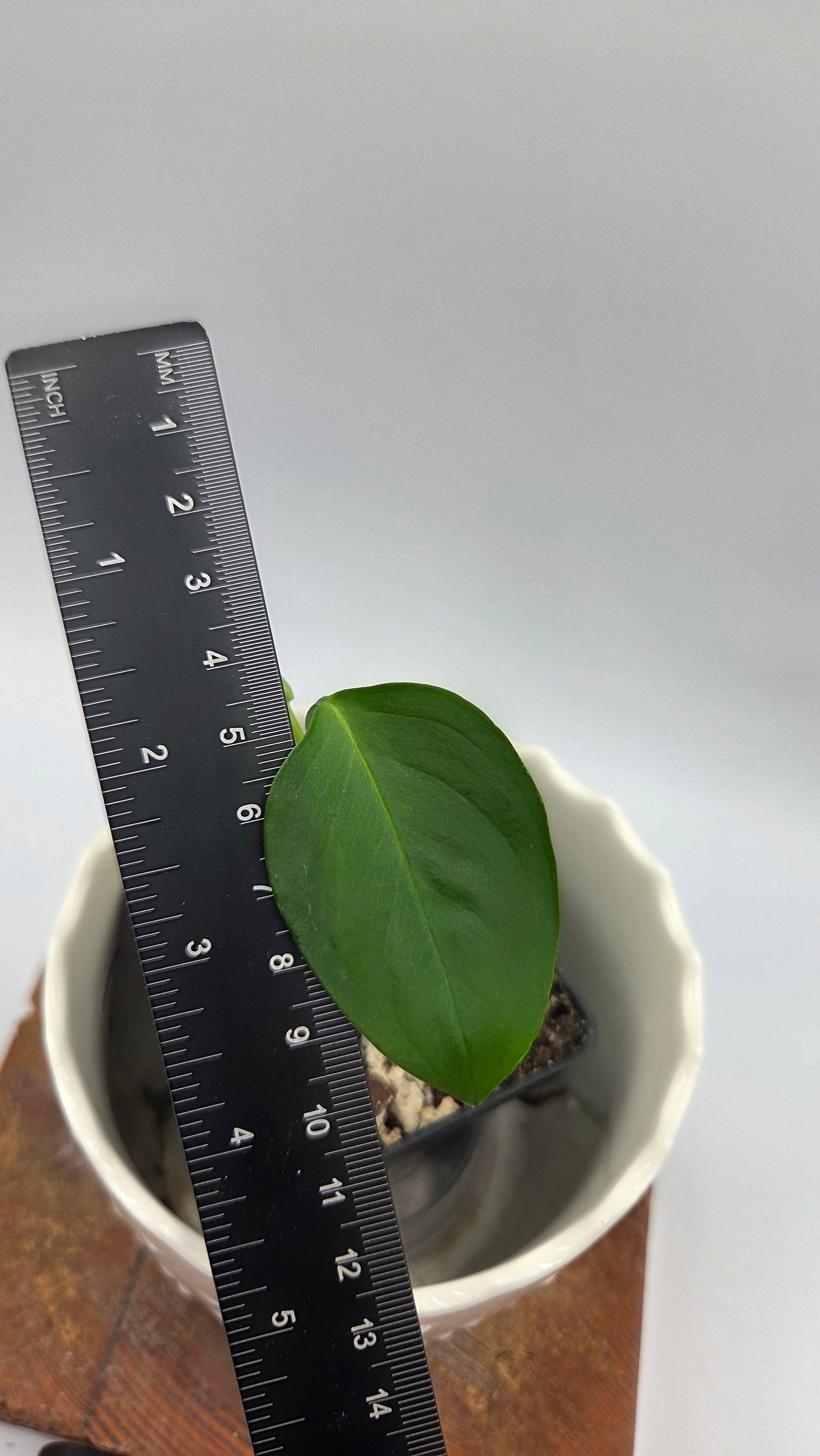 Monstera Obliqua Aff Indanza (MON-555)