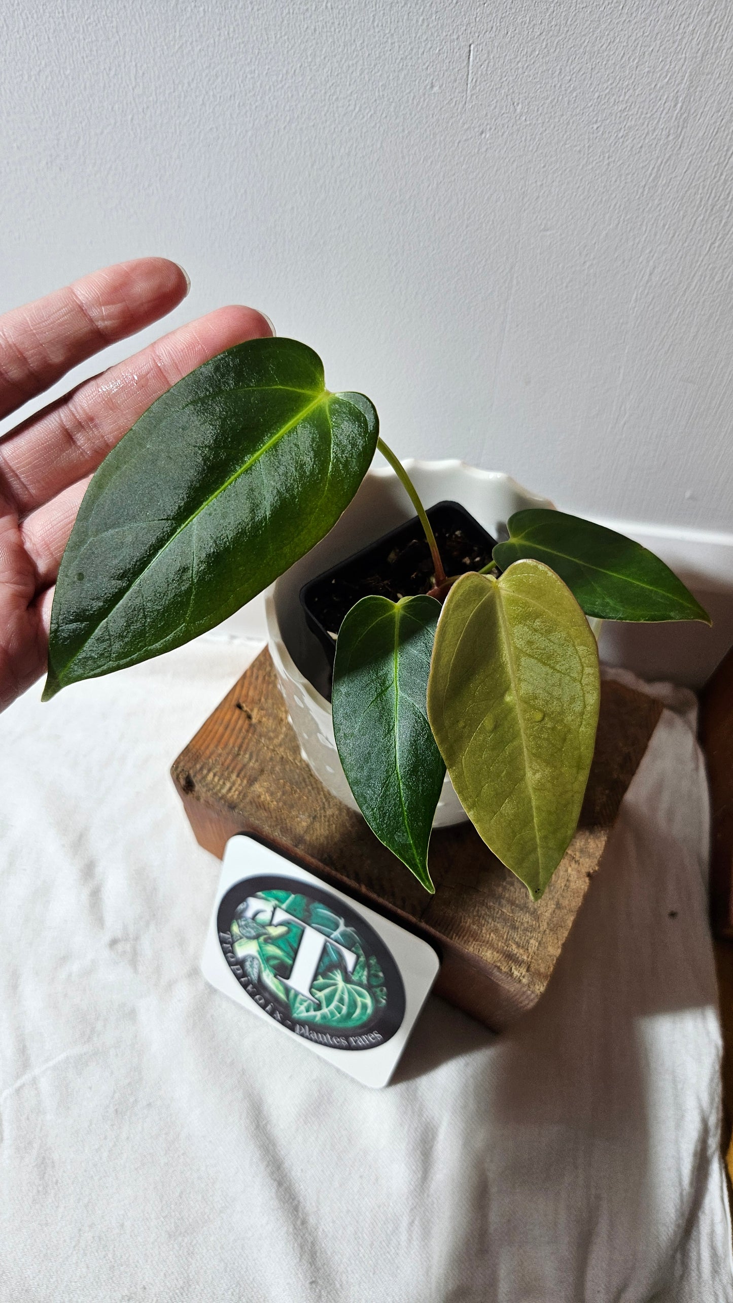 Anthurium Silver Blush X Subsignatum "format PETIT" (ANT-176)