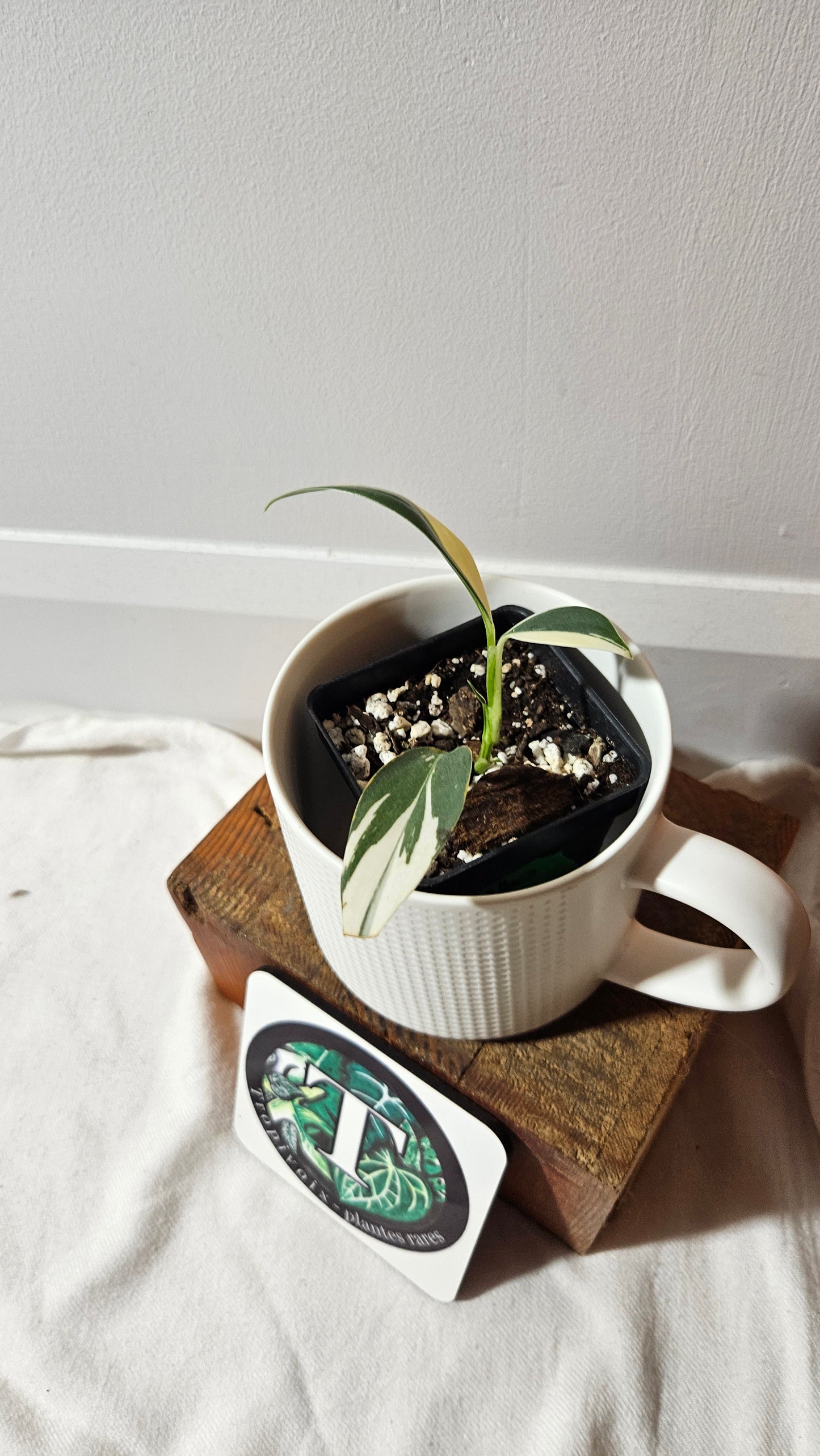 Scindapsus Hederaceus Blue Albo (SCI-1341)