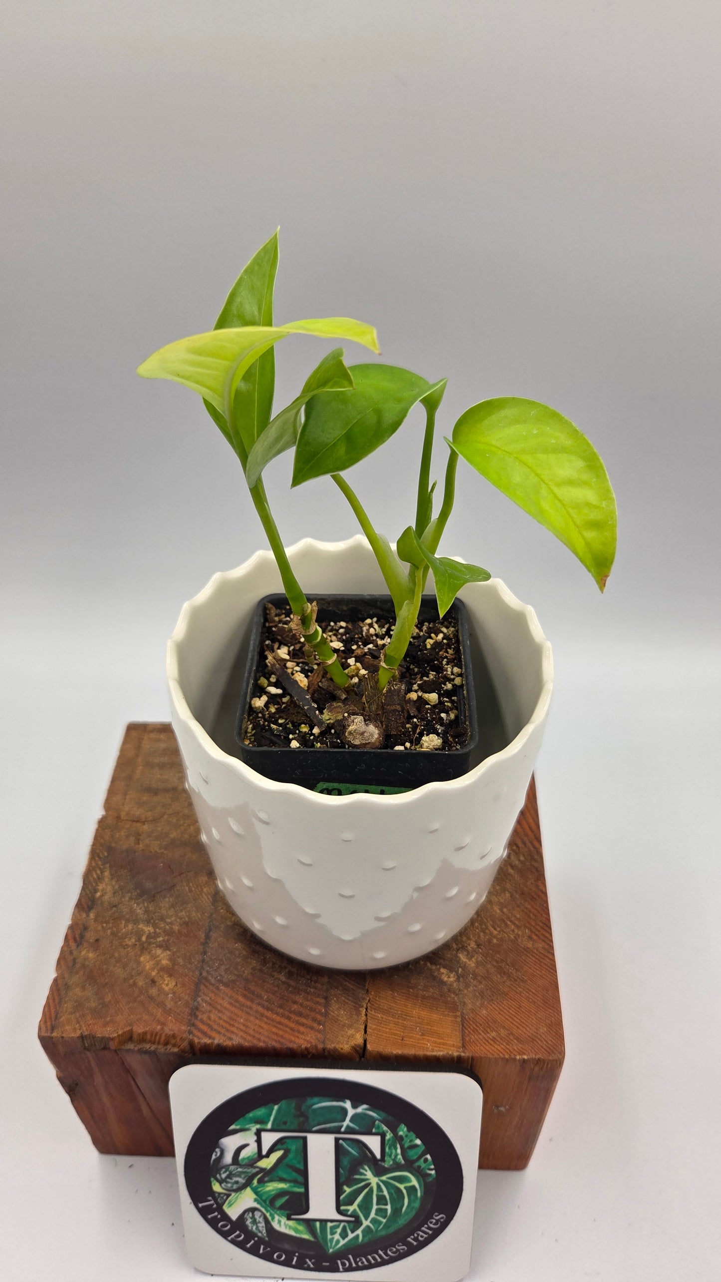 Monstera Obliqua Aff Limon (MON-312)