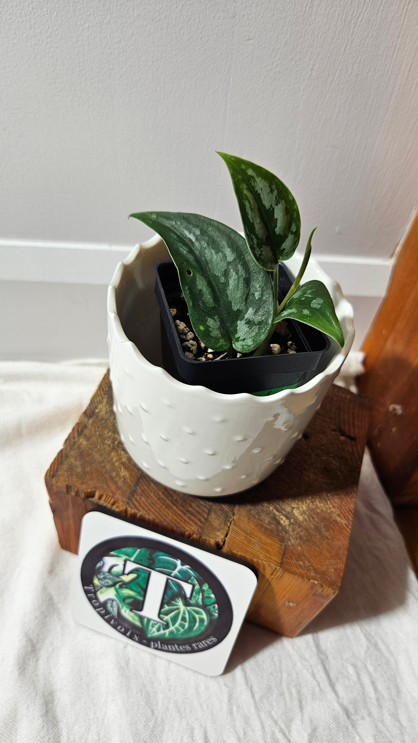 Scindapsus Black Exotica (SCI-1328)
