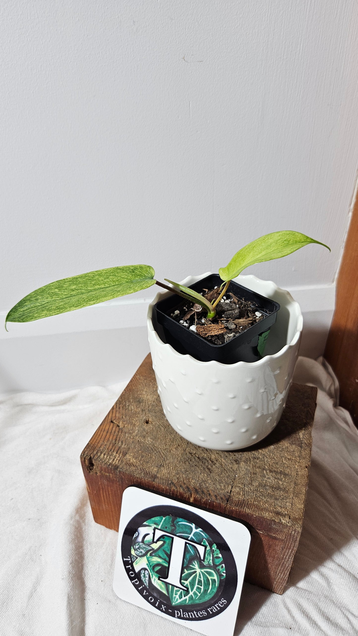 Philodendron Florida Ghost (PHI-566)