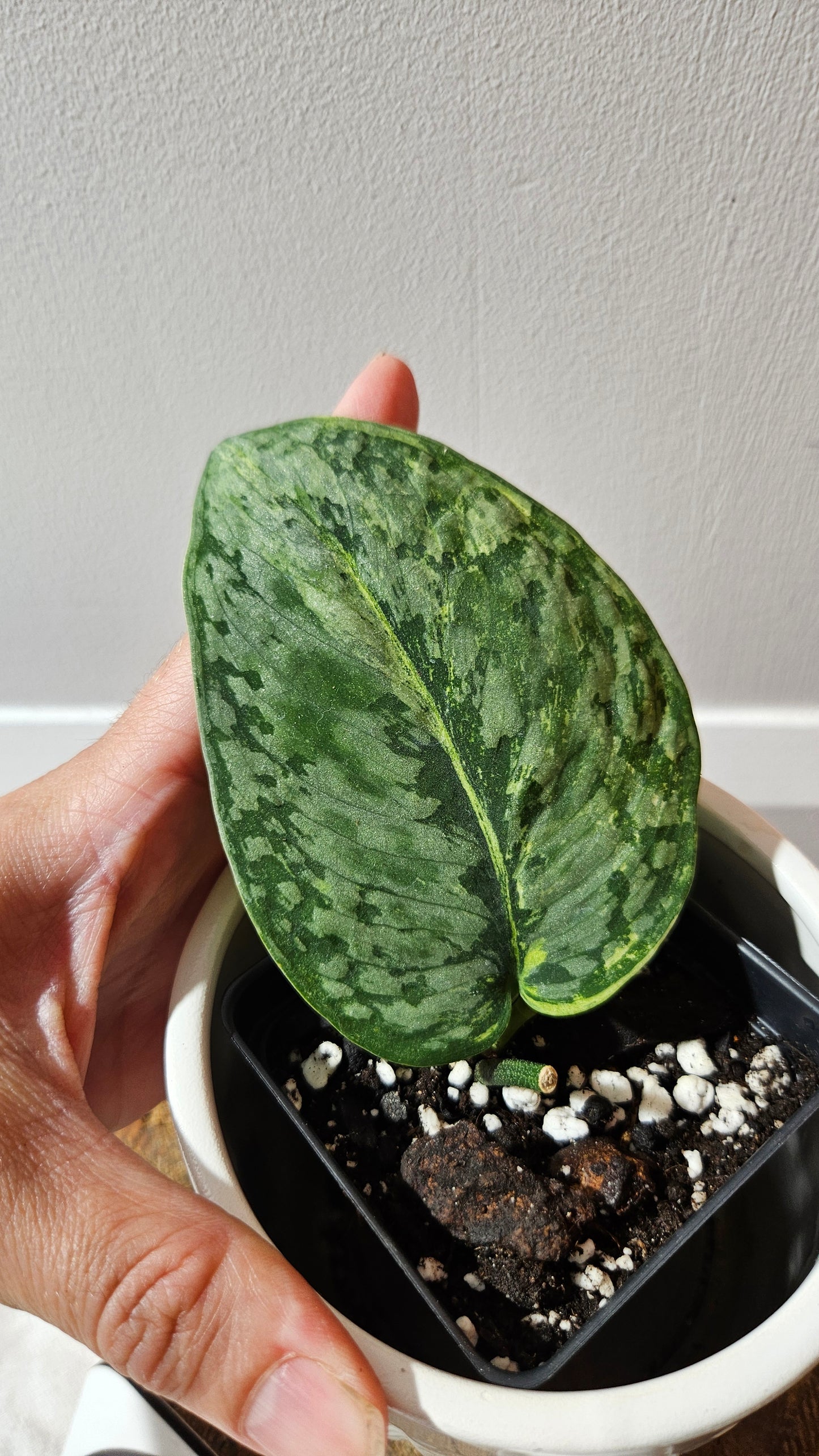 Scindapsus Medusa (SCI-1170)