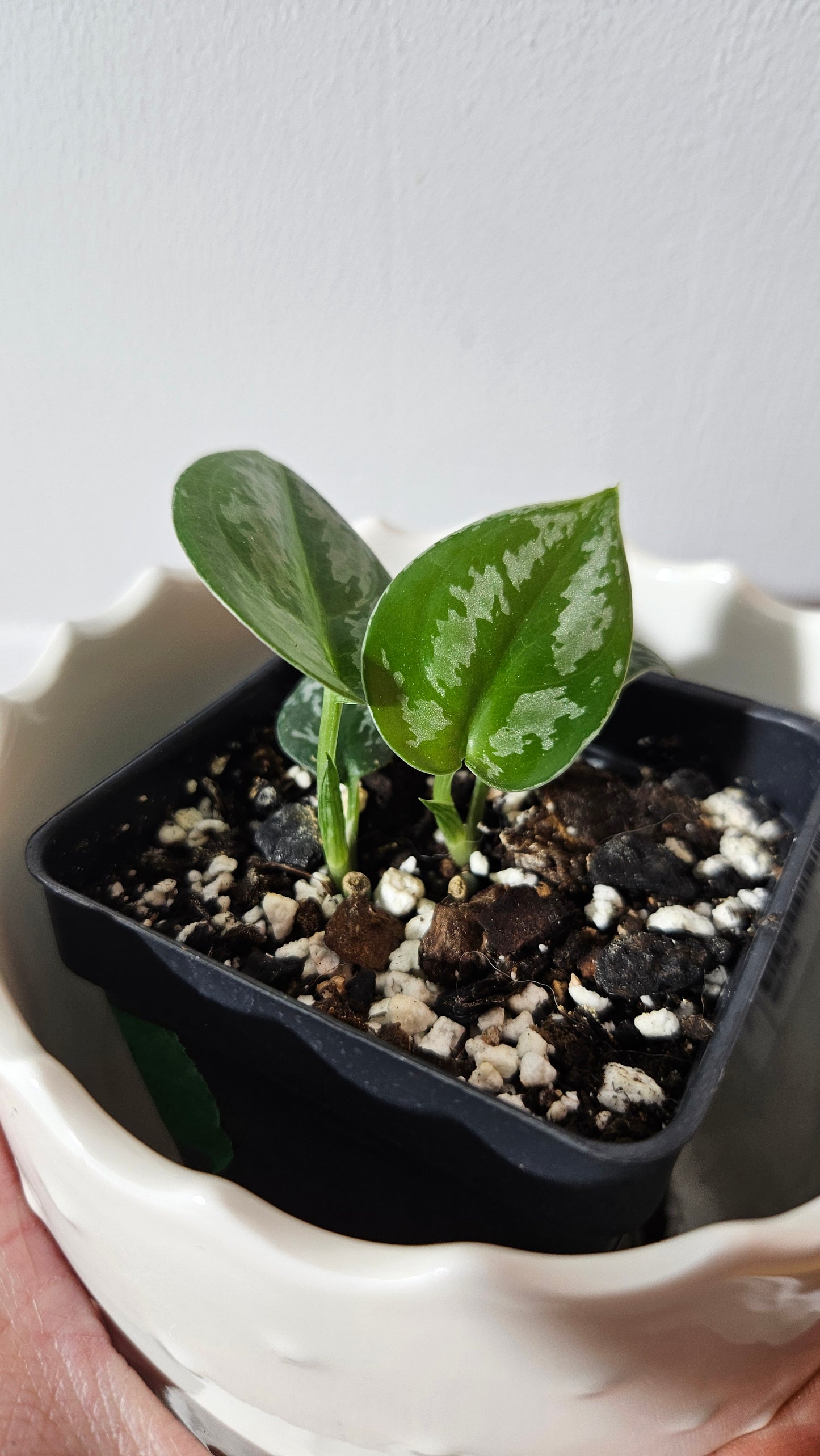 Scindapsus Dark Tricolore (SCI-1041)