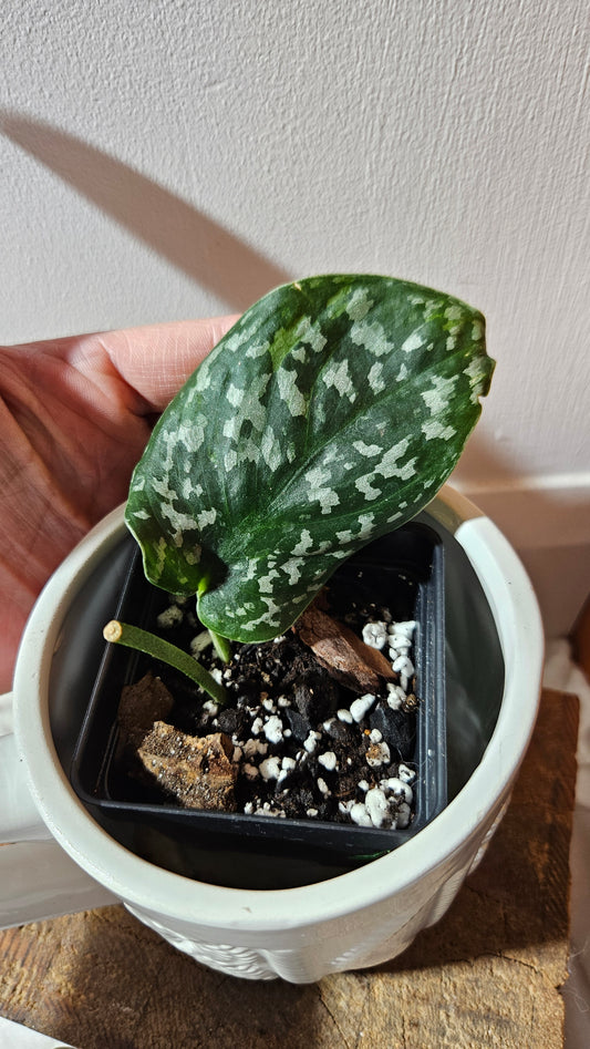 Scindapsus Exotica Batik (SCI-1115)